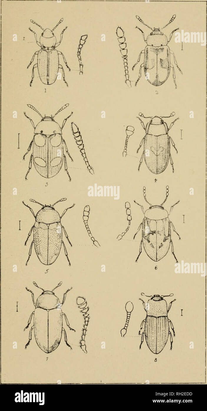 . The British Coleoptera delineated, consisting of figures of all the genera of British beetles. Beetles. PL 52.. ' HOLOPARAMEOUS 2 TETRATOMA. 3. MYCETOPHAGU5. *-. BIF.'r Li L/C ^ TRIPHVLLUo. 6 FHLO!Op!-ULU3. 3 GERVLON. Please note that these images are extracted from scanned page images that may have been digitally enhanced for readability - coloration and appearance of these illustrations may not perfectly resemble the original work.. Shuckard, William Edward, 1802-1868; Spry, W. London : H. G. Bohn Stock Photo