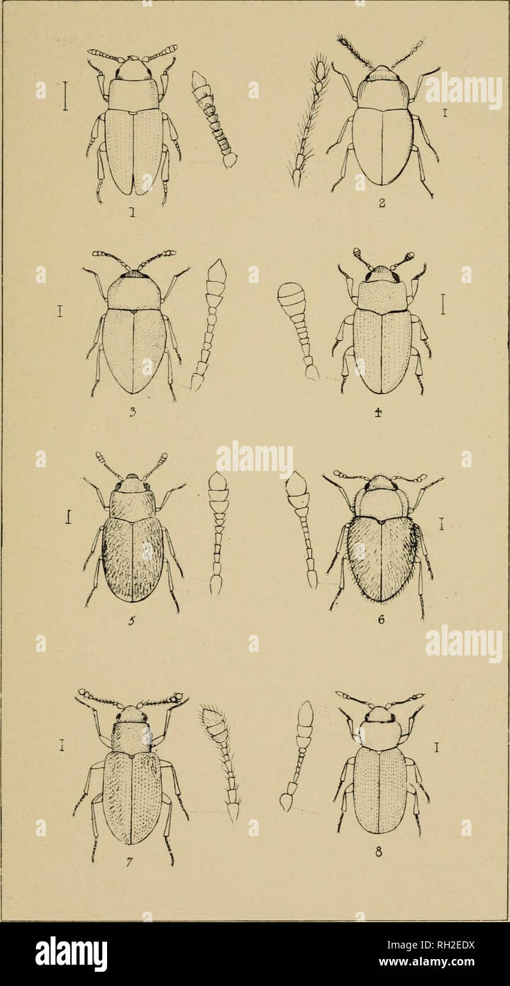 . The British Coleoptera delineated, consisting of figures of all the genera of British beetles. Beetles. PI 31. 1, AN7HER0PHAGUS 2. ANISARTHRiA. 3 ATOM ARIA t ENG-15 5 TVPH/EA 6 MVCET/EA 7 PARAMECCSOMA 5 CORTICARIA.. Please note that these images are extracted from scanned page images that may have been digitally enhanced for readability - coloration and appearance of these illustrations may not perfectly resemble the original work.. Shuckard, William Edward, 1802-1868; Spry, W. London : H. G. Bohn Stock Photo