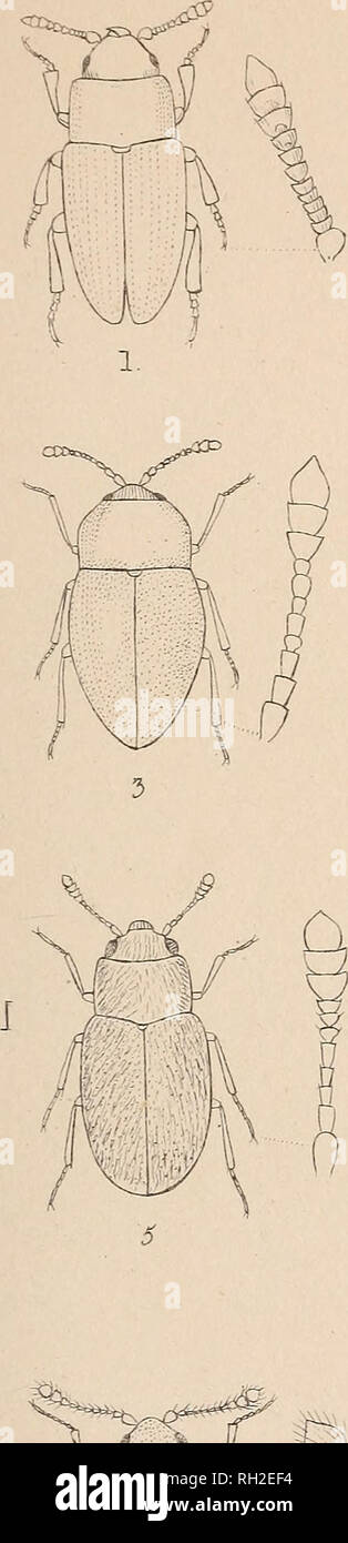 . The British Coleoptera delineated. Beetles. PI. 31. 1 X ll I 7 } 1. A NTH ESOPHAGUS 2. AN1SABTHRIA. 3. ATOM ARIA t. ENG-IS.. Please note that these images are extracted from scanned page images that may have been digitally enhanced for readability - coloration and appearance of these illustrations may not perfectly resemble the original work.. Shuckard, W[illiam] E[dward], 1802-1868. [from old catalog]; Spry, W. , [from old catalog] illus. London, W. Crofts Stock Photo