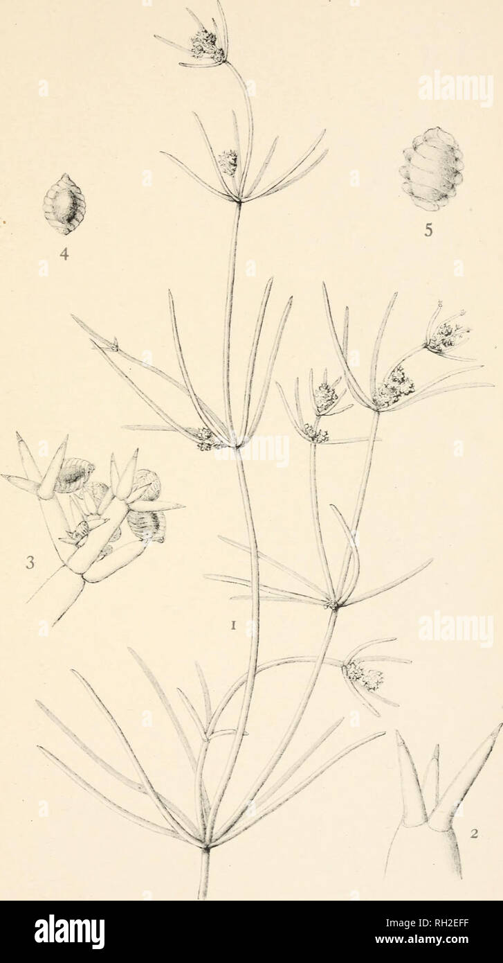 . The British Charophyta. Characeae -- Great Britain. PLATE XI . if. .V. i-r NITELLA TRANSLUCENS. Please note that these images are extracted from scanned page images that may have been digitally enhanced for readability - coloration and appearance of these illustrations may not perfectly resemble the original work.. Groves, James; Bullock-Webster, George Russell, b. 1858. London, The Ray society Stock Photo