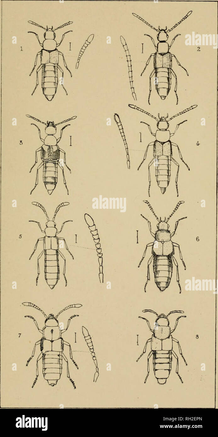 . The British Coleoptera delineated, consisting of figures of all the genera of British beetles. Beetles. PI 24. 1 PHLOEOPORA. 2 TACHYUSA 5. BOLITOCHARA 4. OCALEA , 5. CALODERA. a ZYRAs. 7 PELLA. 8. POLYSTOMA. Please note that these images are extracted from scanned page images that may have been digitally enhanced for readability - coloration and appearance of these illustrations may not perfectly resemble the original work.. Shuckard, William Edward, 1802-1868; Spry, W. London : H. G. Bohn Stock Photo