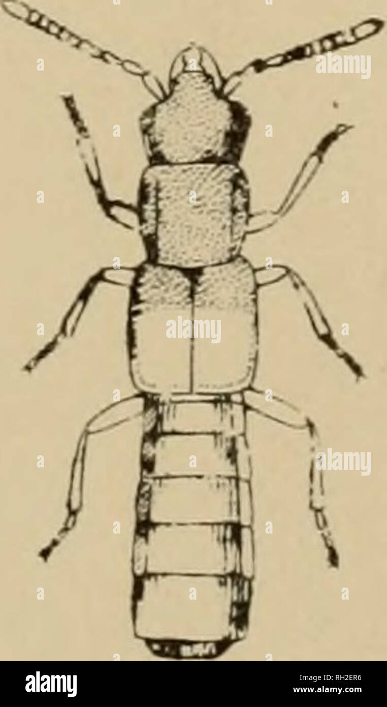 . The British Coleoptera delineated, consisting of figures of all the genera of British beetles. Beetles. • - . ' ml .. I. ENCEPHALUS. 2- CYROPHA.NA 3. OLICOTA. 4 ALEGCHARA. 5. OXrPODA. 6. CALLICERUS. 7. HOIYIALGTA. 8. HYCRONOMA.. Please note that these images are extracted from scanned page images that may have been digitally enhanced for readability - coloration and appearance of these illustrations may not perfectly resemble the original work.. Shuckard, William Edward, 1802-1868; Spry, W. London : H. G. Bohn Stock Photo