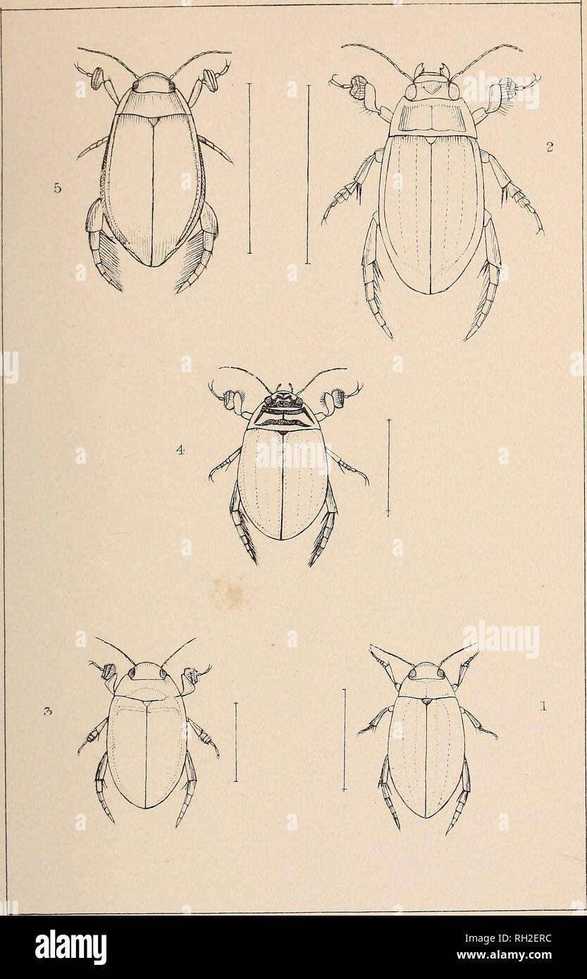 . The British Coleoptera delineated. Beetles. PIH.. 1. COUYMBETES 5. HYDATICU S 2. DYTISE U S. A ACILI US. 5.CY B 1STE.R.. Please note that these images are extracted from scanned page images that may have been digitally enhanced for readability - coloration and appearance of these illustrations may not perfectly resemble the original work.. Shuckard, W[illiam] E[dward], 1802-1868. [from old catalog]; Spry, W. , [from old catalog] illus. London, W. Crofts Stock Photo