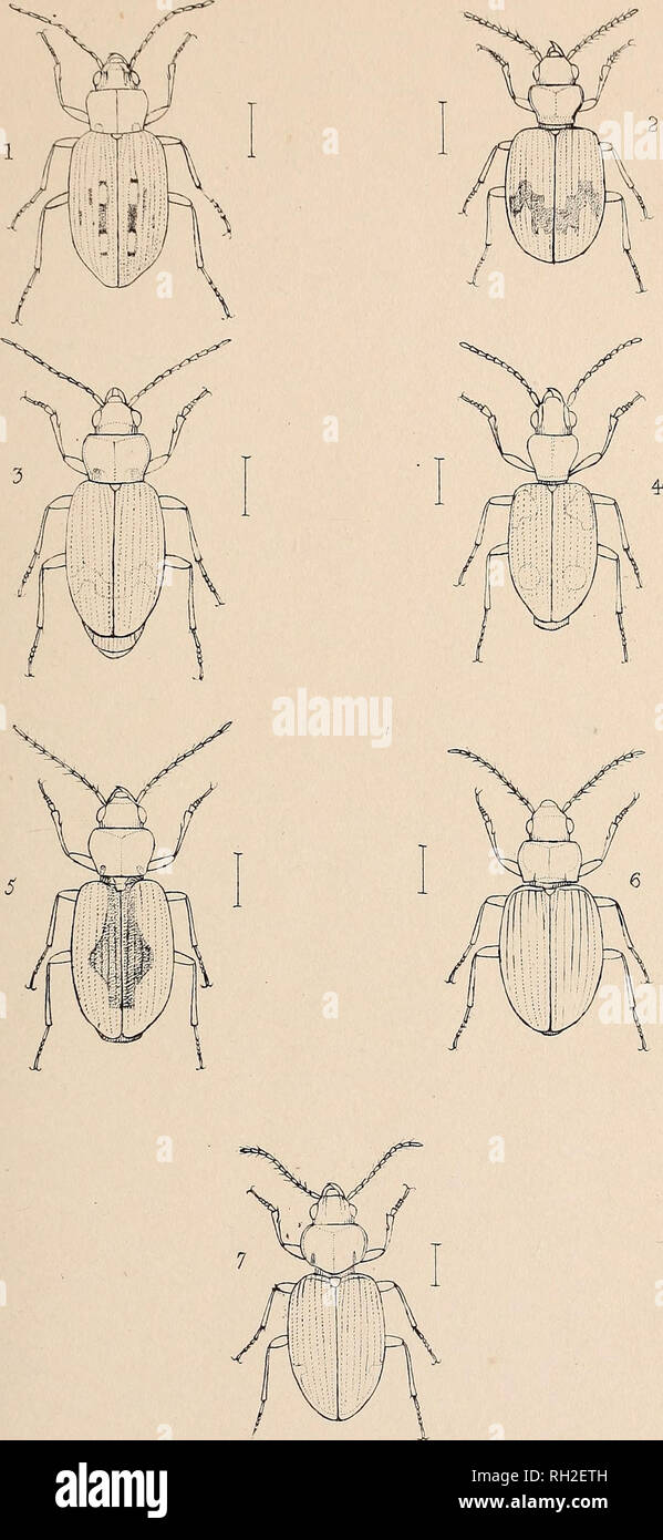 . The British Coleoptera delineated. Beetles. PI. 11.. 1 BEMBIDIUM 4. LOPHA 2 TACHYPUS J PERYPHUS 3 NOTAPHUS. 6 OCYS. 7. PHILOCHTHUS. Please note that these images are extracted from scanned page images that may have been digitally enhanced for readability - coloration and appearance of these illustrations may not perfectly resemble the original work.. Shuckard, W[illiam] E[dward], 1802-1868. [from old catalog]; Spry, W. , [from old catalog] illus. London, W. Crofts Stock Photo