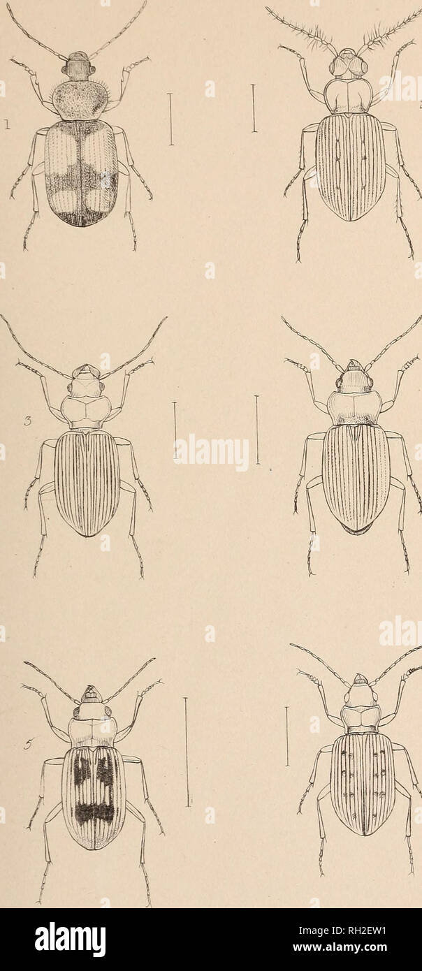 . The British Coleoptera delineated. Beetles. 1 PANA&amp;/EUS 2 LORICERA 3 LEISTUS. 4 HELOBIA ' X NEBRIA 6 PELOPH1LA. Please note that these images are extracted from scanned page images that may have been digitally enhanced for readability - coloration and appearance of these illustrations may not perfectly resemble the original work.. Shuckard, W[illiam] E[dward], 1802-1868. [from old catalog]; Spry, W. , [from old catalog] illus. London, W. Crofts Stock Photo