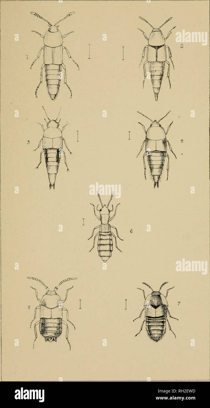 . The British Coleoptera delineated, consisting of figures of all the genera of British beetles. Beetles. Pi 2Z. I. MEG-ACRONUS 2 MVCETOPORUS. 3 DEiNOPSlS + . OENTROG-LOSSA. 6 DIGLOSSA. 7 DINARDA ATEMELES.. Please note that these images are extracted from scanned page images that may have been digitally enhanced for readability - coloration and appearance of these illustrations may not perfectly resemble the original work.. Shuckard, William Edward, 1802-1868; Spry, W. London : H. G. Bohn Stock Photo