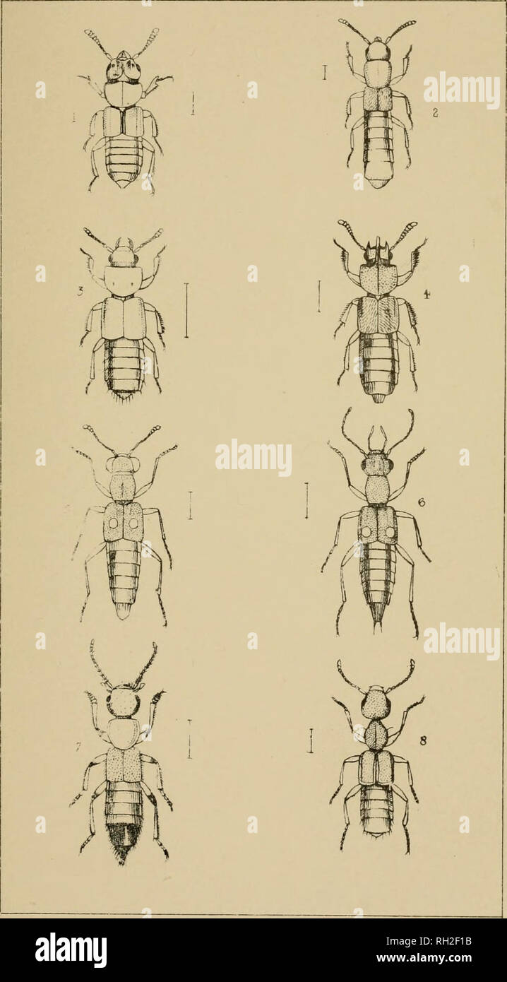 . The British Coleoptera delineated, consisting of figures of all the genera of British beetles. Beetles. PI, 17. i, PLAT-YoTETHUS 2 PHYTOSUS I HESPEROPHjlL'S + 3 LED! US 5. STENUS 6 DIANOUS 7 P/EDERUS 3. RUGILUS. Please note that these images are extracted from scanned page images that may have been digitally enhanced for readability - coloration and appearance of these illustrations may not perfectly resemble the original work.. Shuckard, William Edward, 1802-1868; Spry, W. London : H. G. Bohn Stock Photo