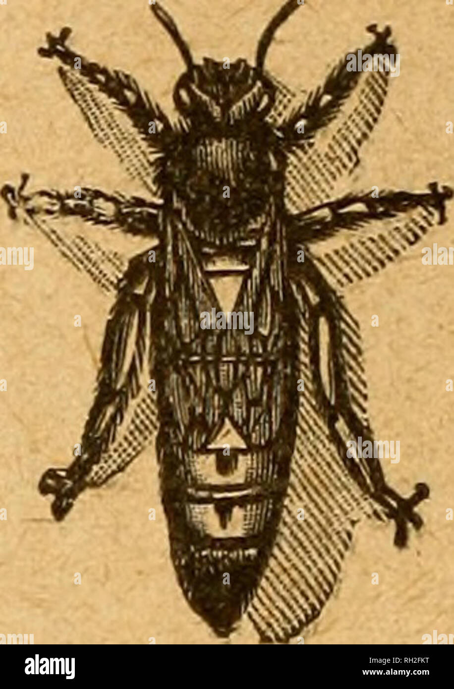 . British bee journal &amp; bee-keepers adviser. Bees. 396 THE BRITISH BEE JOURNAL. Aug. 12,1920 1Q9A FERTILS Oold«n Italian Qneena, XfJ^yj guaranteed imported direct from Italy, regular supplies every few days, lOs. each; specially selected, 14s.—GQODAEE, New Cross, Wedneefield. f.69 &quot;T8LB OP WIGHT&quot; DISEASE.—Don't worry; X use the eolation that cures; as. per bottle.— B. PRESSET, fit. Elmo, Couledon. r.d.l49 AVE YOU BEAD &quot;THE BEE WOELD&quot;» If not, why notf Bveiry number in Itsell ia a useful literary work for practice and reference. Specimen copy free.—Offices: THE APIS CLUB Stock Photo