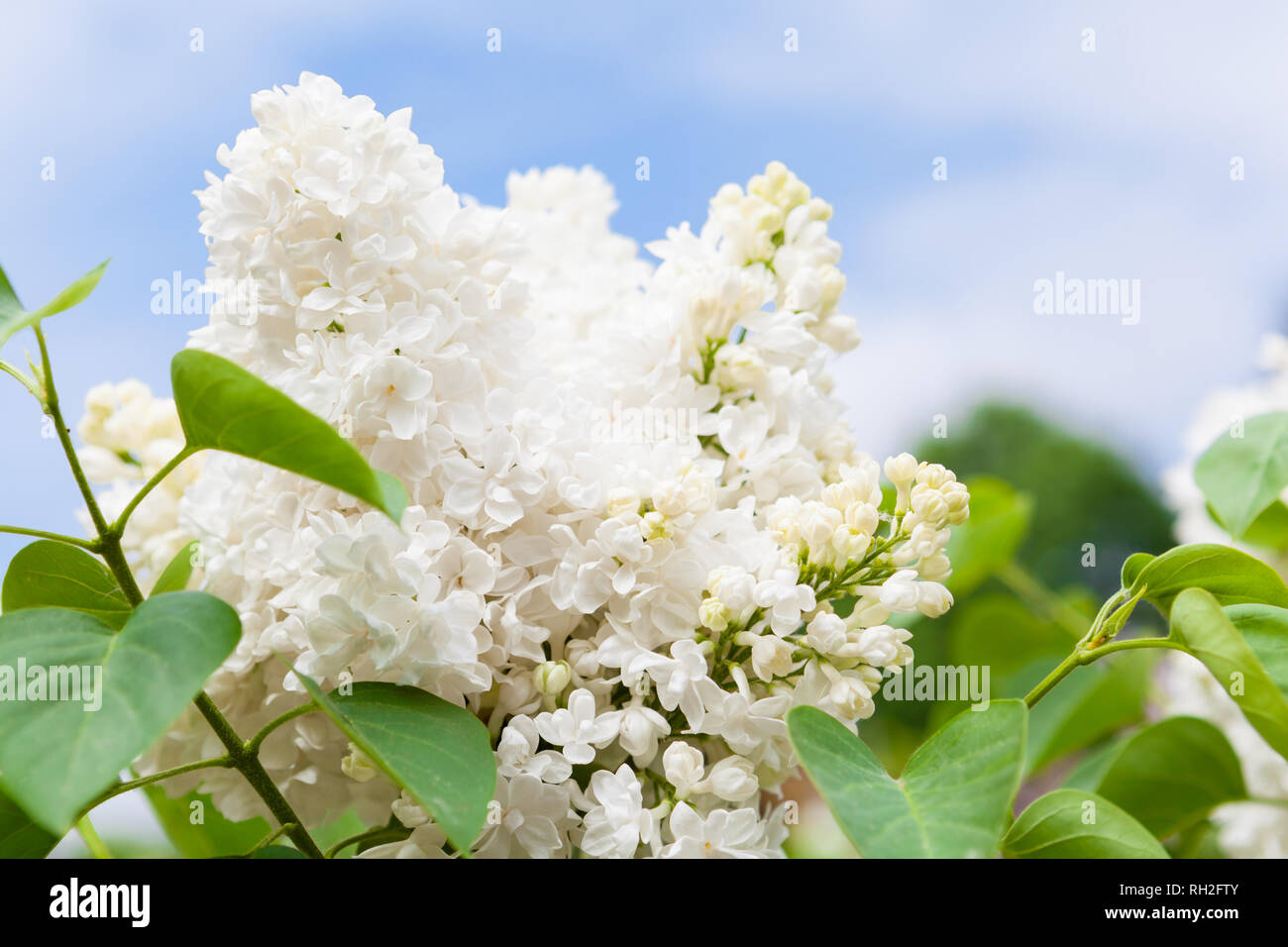 Spring fresh background with white lilac branches Stock Photo