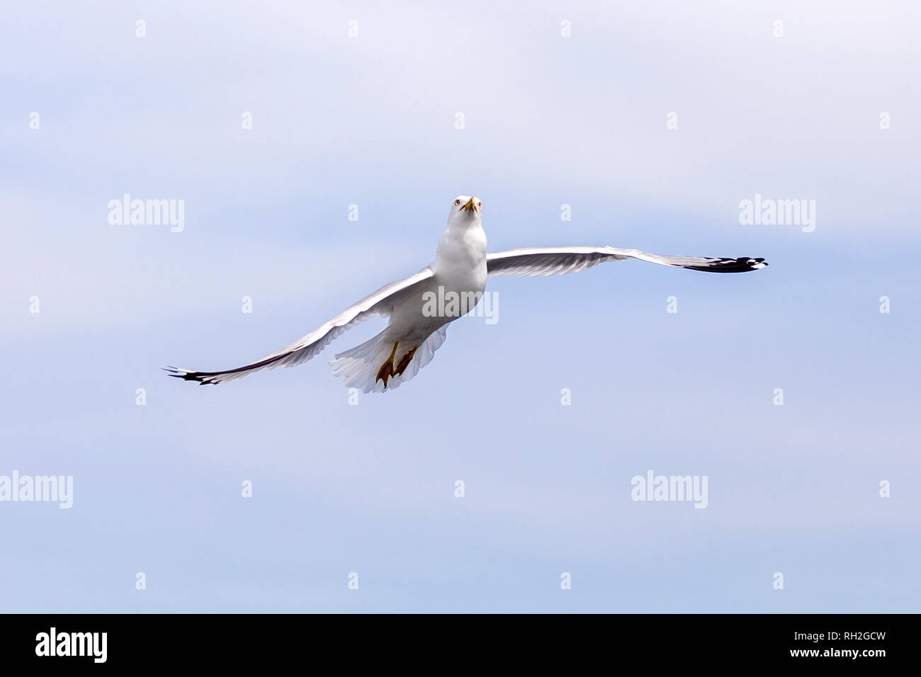 A hungry seagull with an acrobatic position in flight, trying to catch food Stock Photo