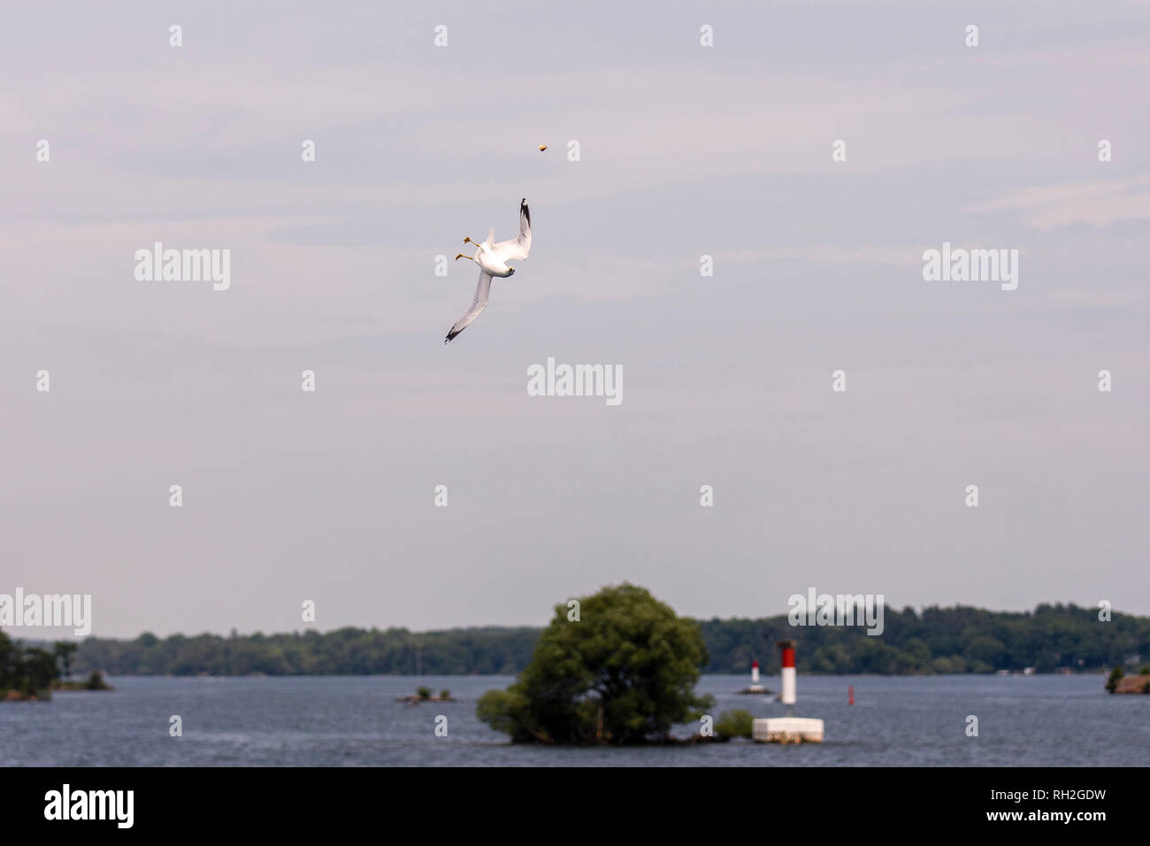 A hungry seagull with an acrobatic position in flight, trying to catch food Stock Photo