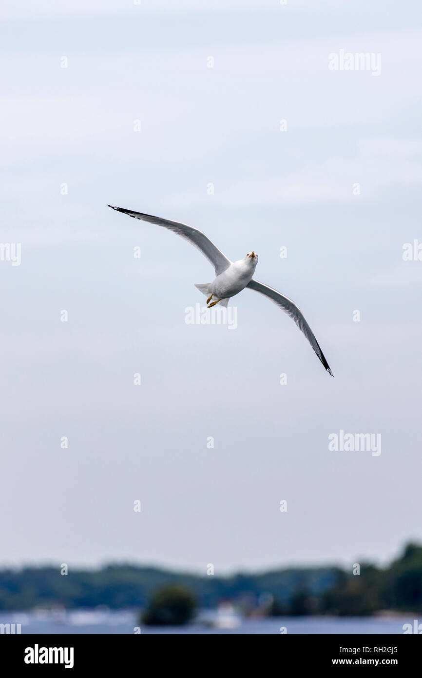 A hungry seagull with an acrobatic position in flight, trying to catch food Stock Photo