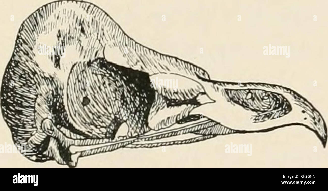 . British birds. Birds. N. F. TICEHURST: REMAINS FROM ORKNEY. 311 (torn, cit.) give it as their opinion that the Great Auk was- always a rare bird in Orkney, and that it only inhabited one island, viz.. Papa Westray, and it would be futile to argue from a single bone that it was otherwise, or even a native of the mainland at all. A single bird might easily have wandered to Holm Sound or Scapa Flow, and been killed in the neighbourhood by the dwellers of the Broch, or it might have been brought for food from a distance by boat. As to the date of these remains, very little seems to be known, but Stock Photo