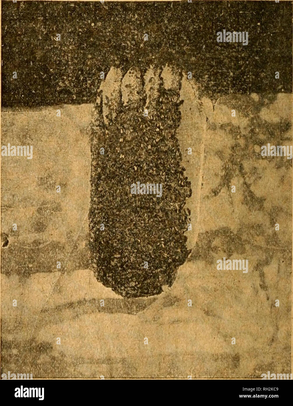 British Bee Journal Amp Bee Keepers Adviser Bees 416 The British Bee Journal Oct 18 Referred To Shade Is Preferable To Packed Walls In Summer And For Safe Wintering There British Bee Journal Amp Bee Keepers Adviser Bees 416 The British Bee Journal Oct 18 Referred To Shade Is Preferable To Packed Walls In Summer And For Safe Wintering There