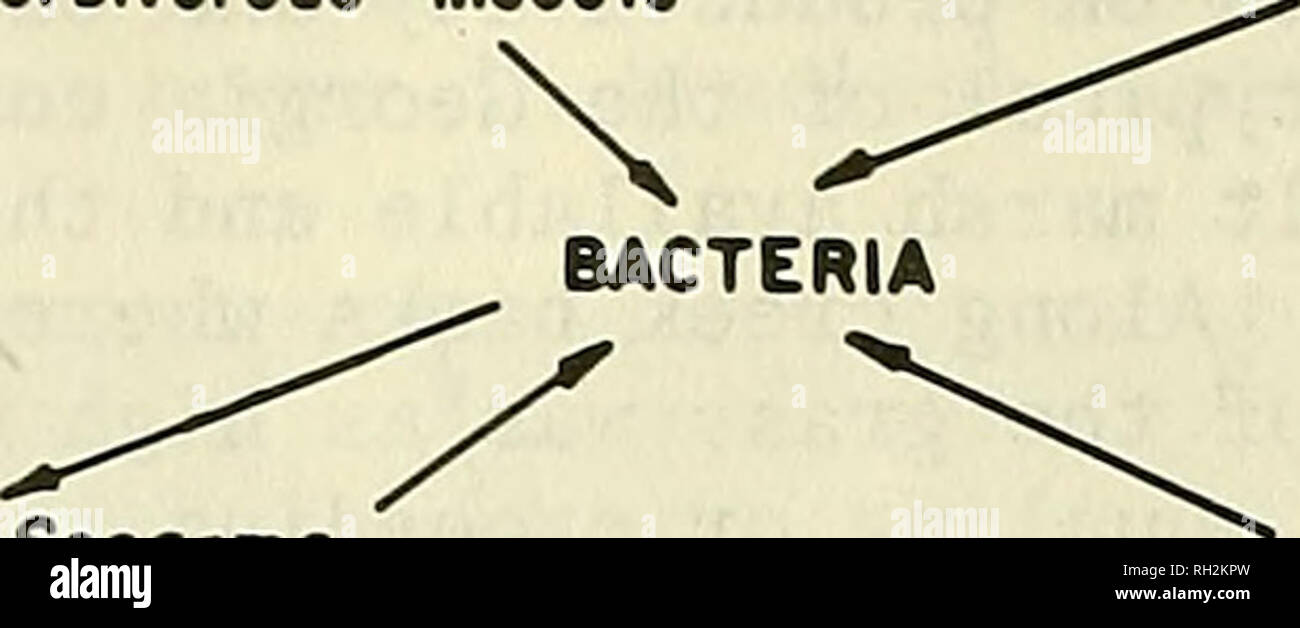 . Building salt marshes along the coasts of the continental United States. Marsh ecology; Marshes. Algae Proktiitia Orehtlimum Othar htrbivorout intactt Uca 3 Stsorma Modiolus — Littorina *- Oligochaete Streblospio Capitella Manayunkia. Spitf«rt PoMarhiM Dro^onfliM Eurytium Clopptr Rail Raccoon Figure 4. Georgia low marsh food web (redrawn from Teal, 1962) The productivity and utilization of high marsh has received less attention than that of low marsh. Indications are that net produc- tion of some high marsh may equal that of many low marsh. The im- portant difference, however, is that the ex Stock Photo