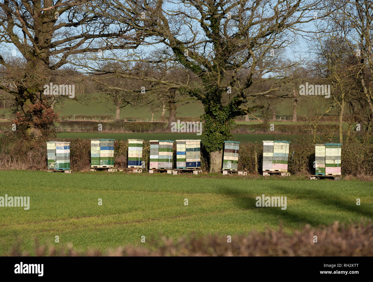 Bee hives in a row hi-res stock photography and images - Alamy