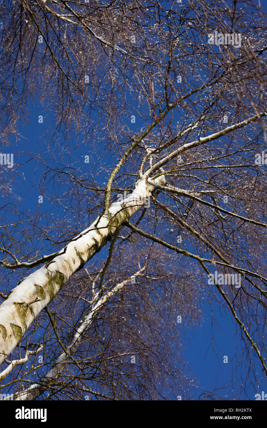 Silver Birch Rhs Silver birch tree twigs hi-res stock photography and images - Alamy