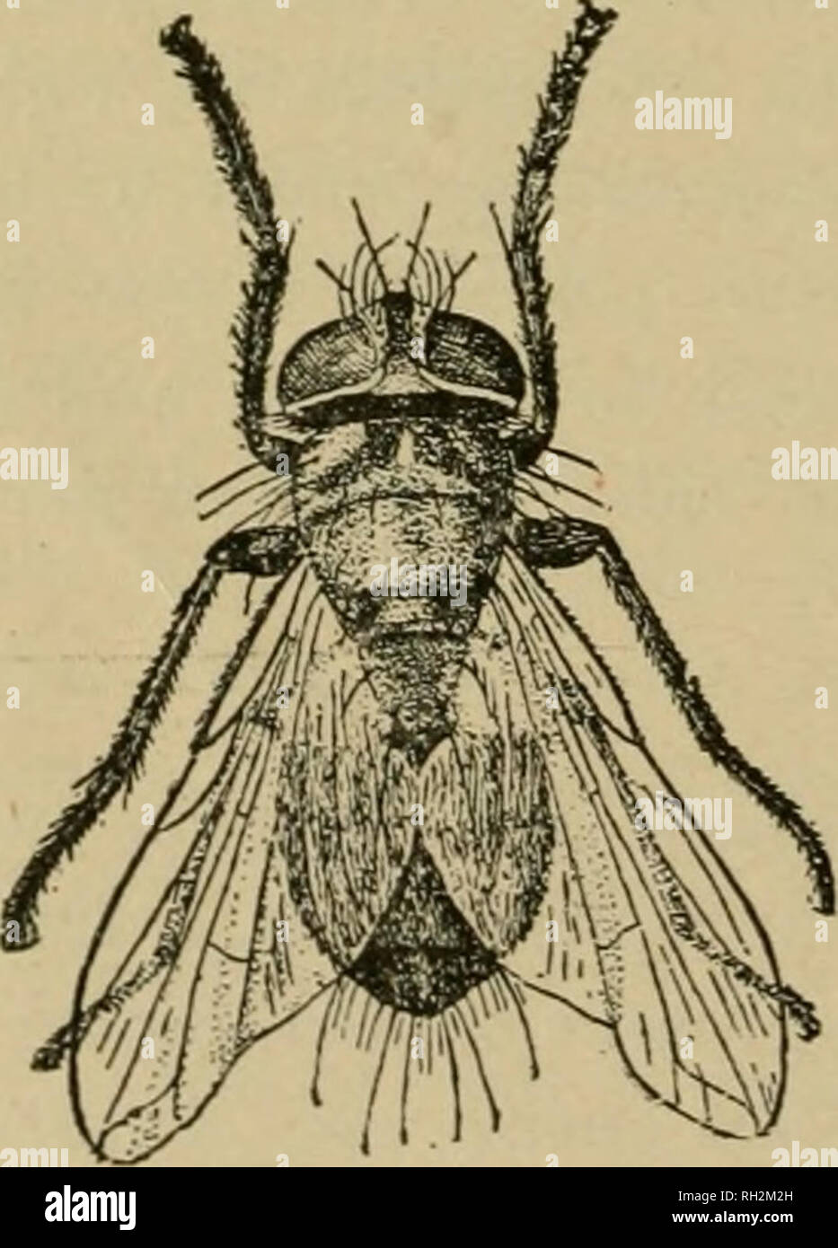 . Bug vs. bug: nature's method of controlling injurious species. Insects; Beneficial insects; Insect pests. FIG. 13. Lestophonus ieerya, enlarged. Celatoria erawii, Coquillett. (Fig. 14.) This is another of our beneficial flies, being an internal parasite of the well-known twelve- spotted squash beetle, so common in fruit-growing districts, and is one. Larva. Female, enlarged. Pupa. FIG. 14. Celatoria erawii, Coquillett. of the rare instances that have been recorded of a beetle being destroyed by the larvae of a fly. It is not only interesting to an entomologist, but is of great assistance to  Stock Photo