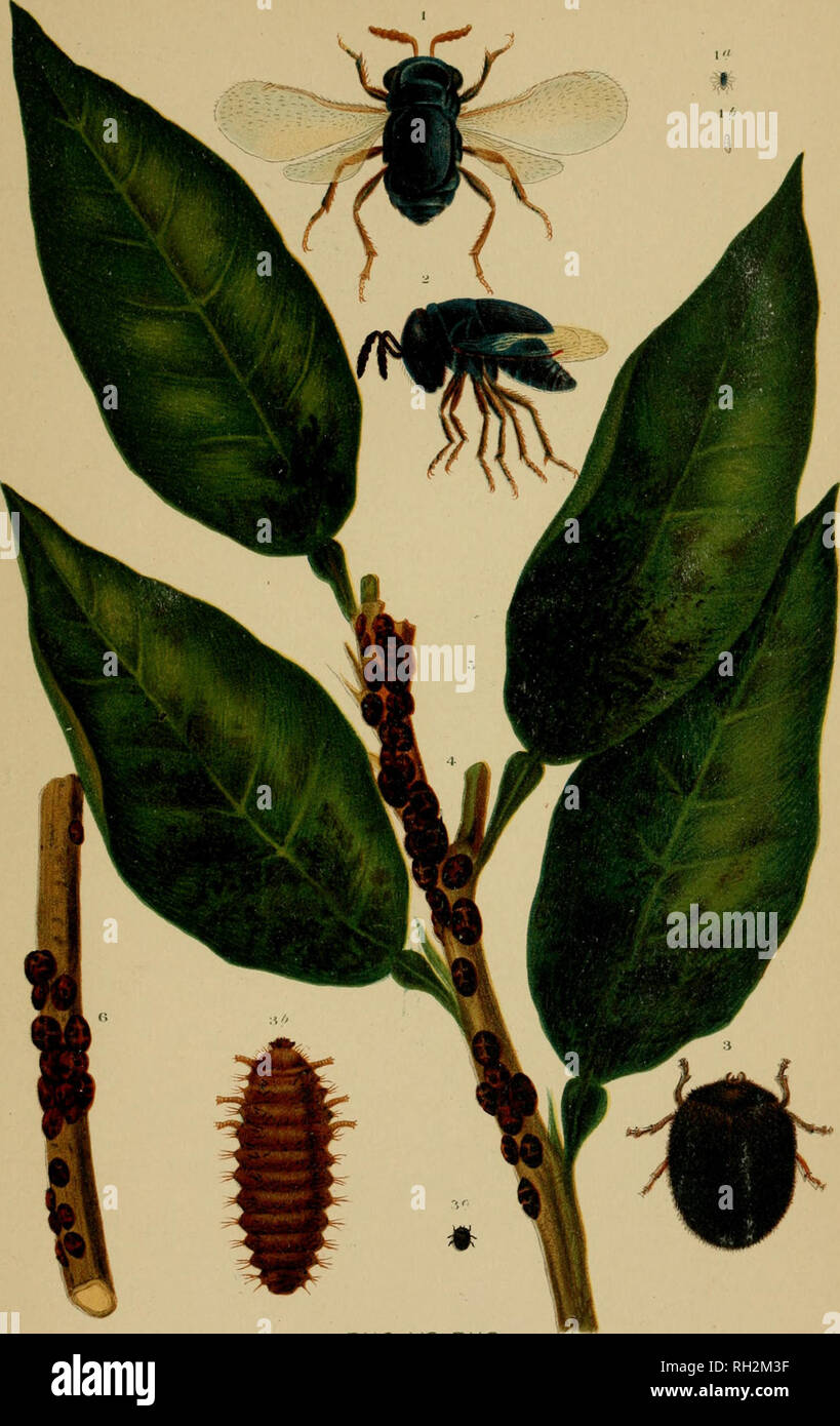 Beneficial insect parasite hires stock photography and images Alamy