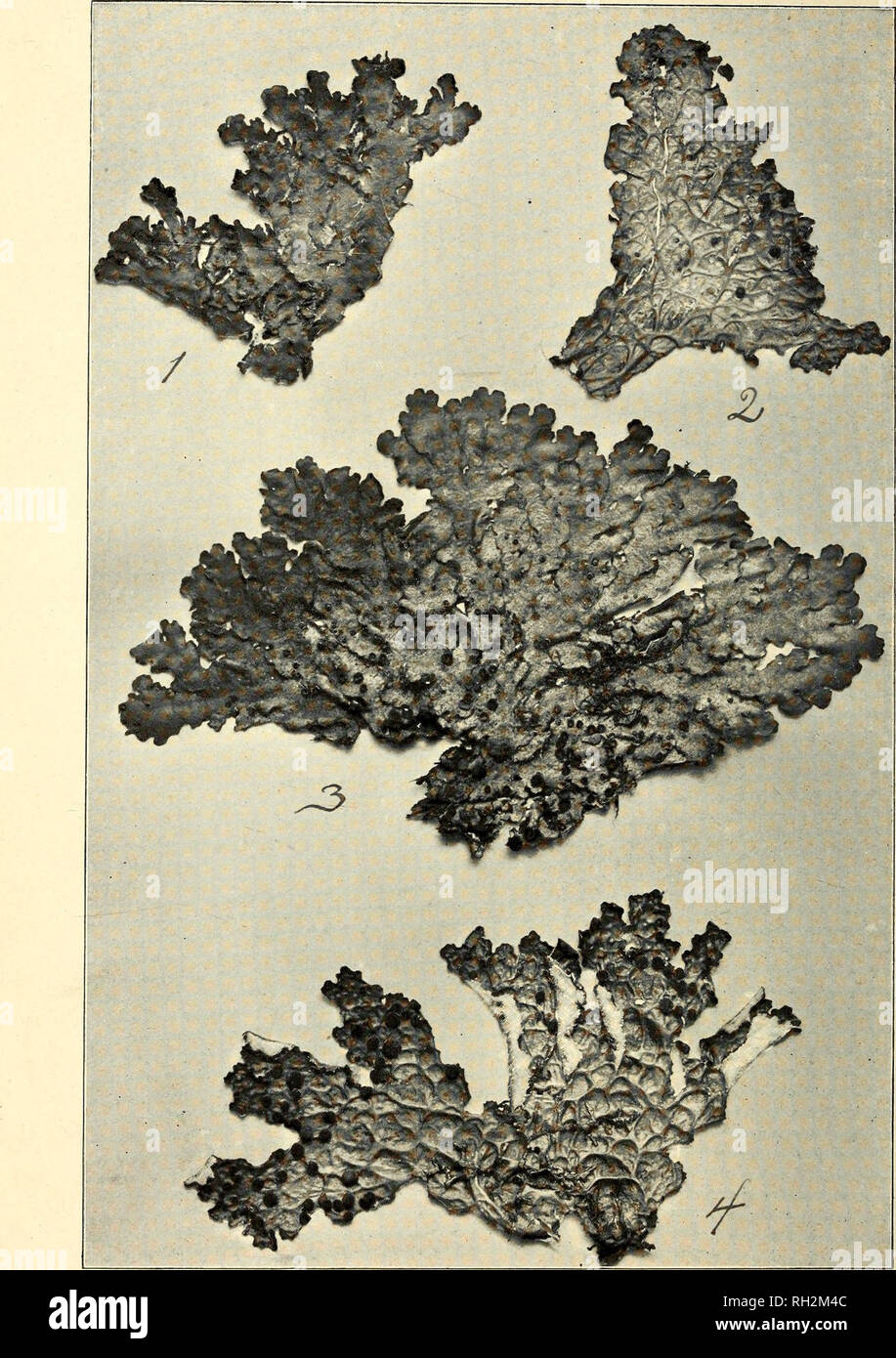. The Bryologist. Mosses; Liverworts; Lichens; Botany; Bryology. Plate IX. Fig. i. Sticia quercizans. Fig. 2. S. Oregona. Fig 3. 5. ampiissima Fig. 4. S. anthraspis.. Please note that these images are extracted from scanned page images that may have been digitally enhanced for readability - coloration and appearance of these illustrations may not perfectly resemble the original work.. Grout, A. J. (Abel Joel), b. 1867; Smith, Annie Morrill; Jennings, Otto Emery, 1877-; American Bryological and Lichenological Society; American Bryological Society. St. Louis, Mo. [etc. ] American Bryological and Stock Photo