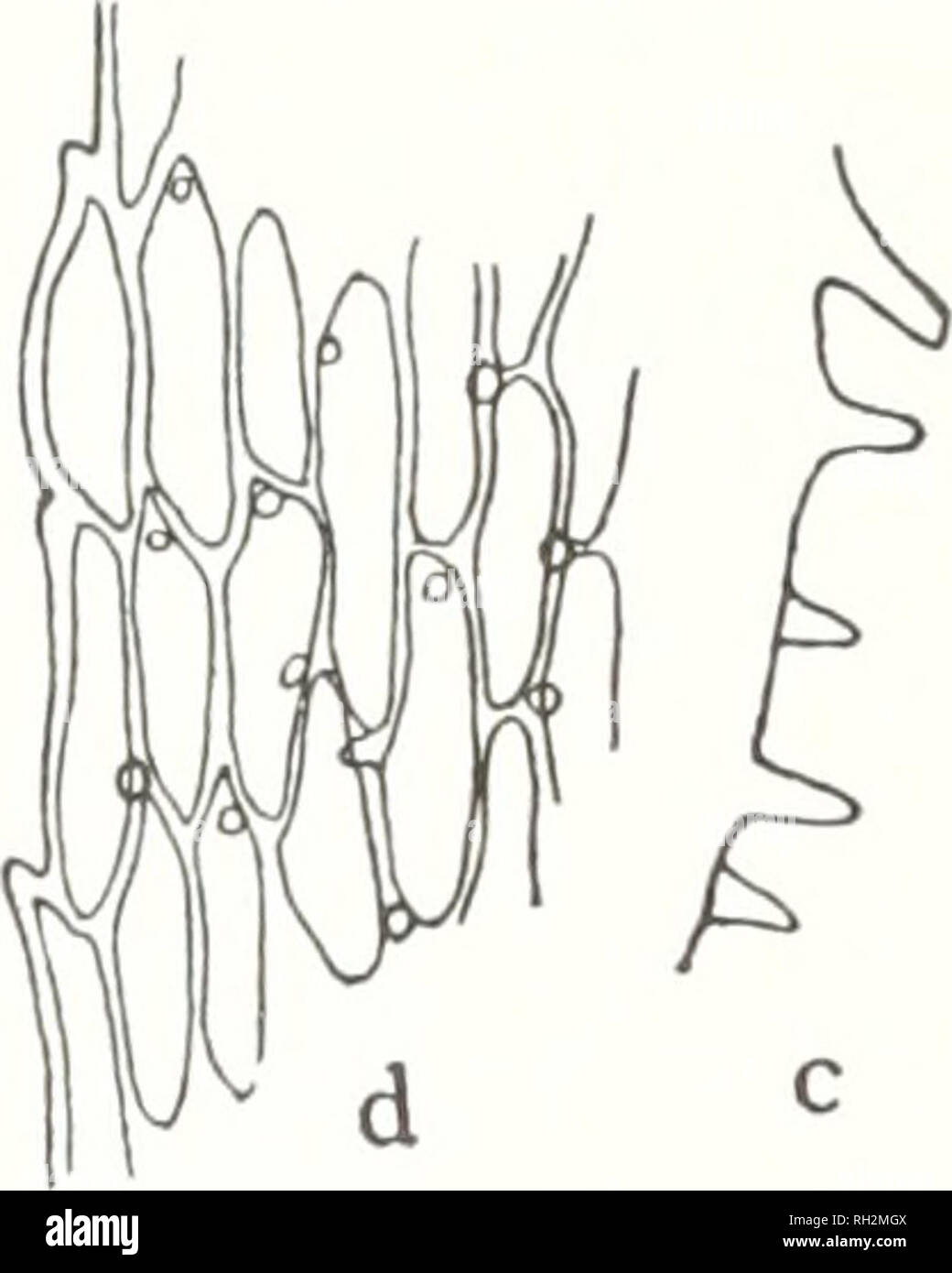 . The Bryologist. Bryology; Bryology -- Periodicals. Fig. 3. A. Fig. 10. Paraphyllia few, small. linear oblong, 2-6 cells long (Fig. 3, a); branch leaves subcrispate-incurved when dry i Paraphyllia numerous, more or less branched (Fig. 3, b) 2 I Plants very small, 1-2 cm.; stem and branches filiform, branches papillose (Fig. 4); growing in thin mats on limestone rocks pygmaenvi. Plants small, 2-4 cm., loosely caespitose; branches smooth ; grow- ing on the ground and rotten wood mtnutulum. Fig. 4. ^^•iS)'^, *Stems closely pinuately branched, branches terete-foliate ^^ when dry. ^g)^^ Plants sof Stock Photo