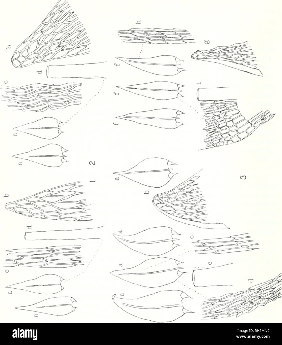 The Bryologist Bryology Bryology Periodicals 4 Plate Vii I Hypnum Pseudostramineum C Miill A Stem Leaf X I6 B Apex Of Leaf X 0 C Middle Cells X 0 D Basal The Bryologist Bryology Bryology Periodicals 4 Plate Vii I Hypnum Pseudostramineum C Miill A Stem Leaf X I6 B Apex Of Leaf X 0 C Middle Cells X 0 D Basal
