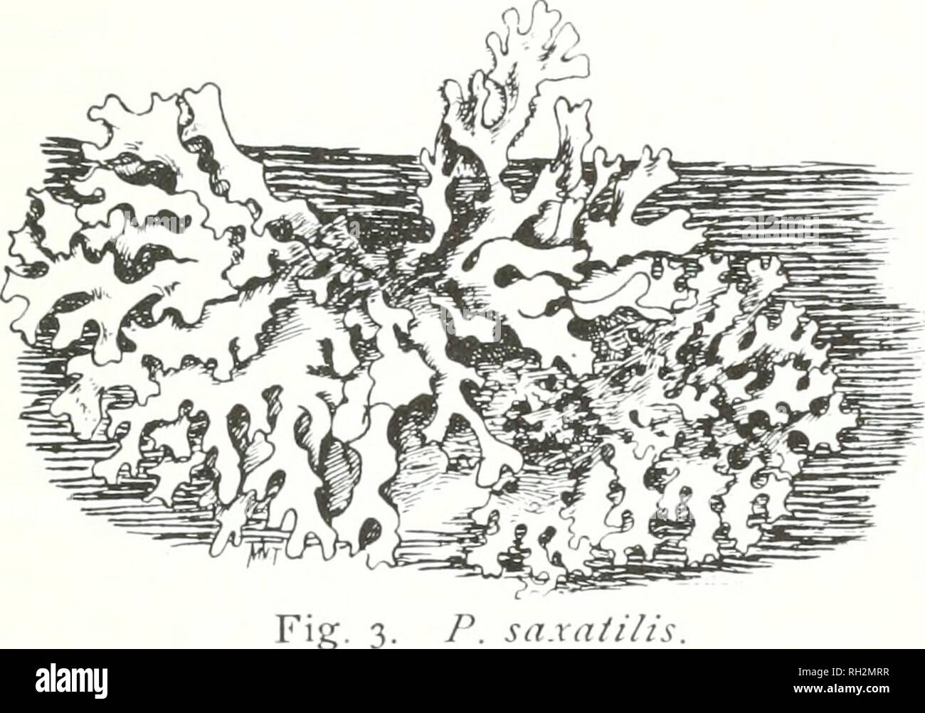 . The Bryologist. Bryology; Bryology -- Periodicals. Fig. 2. P. tiliacea. Parmelia tiliacea (Hoffm.) Floerk. (Fig. 2.) This pretty lichen grows on rocks, trees, and dead wood; it adheres closely to the substratum. The lobes are narrow and round, quite smooth. Glaucescent in color usually, but sometimes a light gray. Beneath it is black and densely covered with black fibrils. Apothecia are fre- quent, medium in size. The disk is dark brown with a reddish tinge, the margin is crenulate. Parmelia Borkeri Turn. While this is not an uncommon species it is not so generally found as the variety rtaie Stock Photo