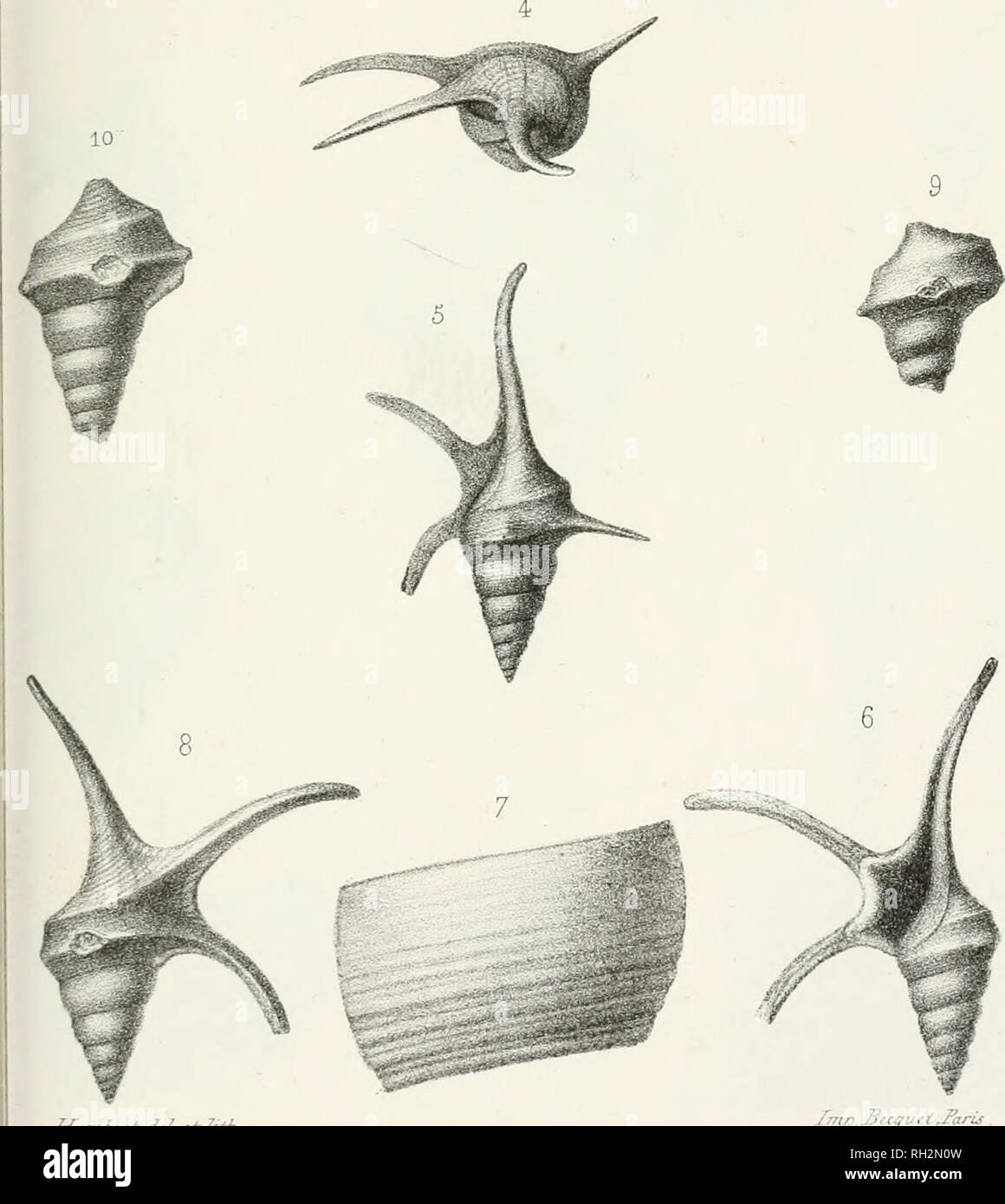 . PalÃ©ontologie franÃ§aise; description zoologique et gÃ©ologique de tous les animaux mollusques et rayonnÃ©s fossiles de France. Paleontology. r/nmficr^ ,/.â / c/ 7rfh 2. A. CO/U-&gt;ldca^(FieÃ».J Ca/. ip. Jiei^u 3. C/ic/io^iis. '^f/vcÃ i/brmÃ¹, (Bit) Cal. 4-fO. Al an a Iceviaala, (Morr. etZyc.j Cr.o.. Please note that these images are extracted from scanned page images that may have been digitally enhanced for readability - coloration and appearance of these illustrations may not perfectly resemble the original work.. Orbigny, Alcide Dessalines d', 1802-1857. Paris Stock Photo