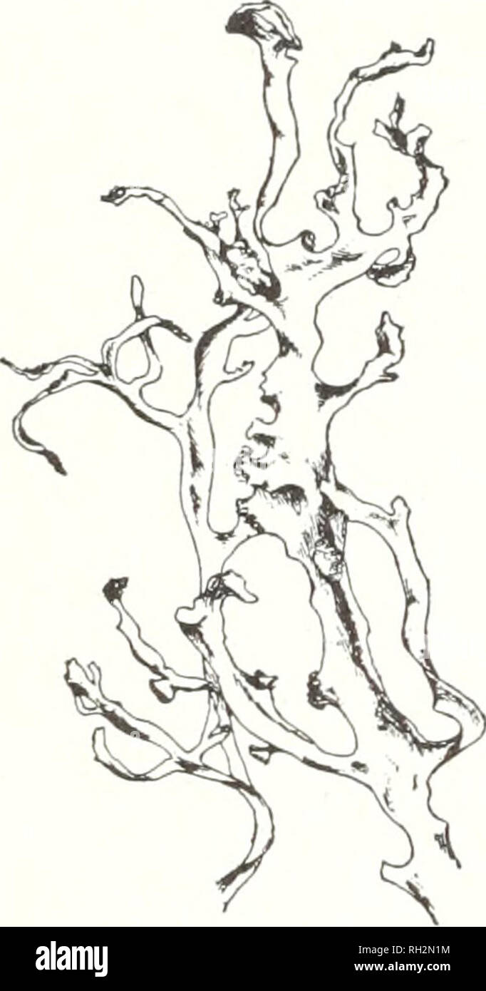 . The Bryologist. Bryology; Bryology -- Periodicals. -39— Ramalhia calicaris (L.) Fr. var. fastigiata Yx. (Plate IV. c.) Thallus alike on both sides, pale green, rather rigid, cut into parallel strap-like portions with few branches. It grows in tufts from one to two inches long, is usually fertile. The apothecia are large and flattened, a little lighter green than the thallus. Ramalina calicaris var. fraxinea Fr. The thallus, which is wide and long-lobed, suggests a bunch of small withered leaves, and is a dull green. The apothecia are small, and are borne on the flat surface of the thallus. R Stock Photo