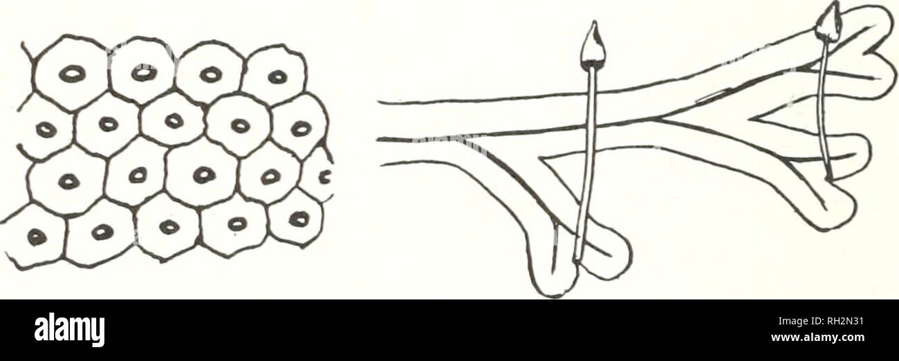 . The Bryologist. Bryology; Bryology -- Periodicals. Fig. 5- the distribution of the spores. In Marchantia the elater contains two spiral threads running'its entire length, and so is said to be &quot;bispiral.&quot; The sterile fronds of this species often bear gemmae (Fig. 6) in small cup-shaped recep- tacles, borne upon the surface of the thallus. The species is in good condition for collecting in late June or early July. Conocephalum conicuni has a thallus several times forked, and varies from yellowish-green to quite a dark shade, but is a brighter green than is Marchantia. The midrib appe Stock Photo