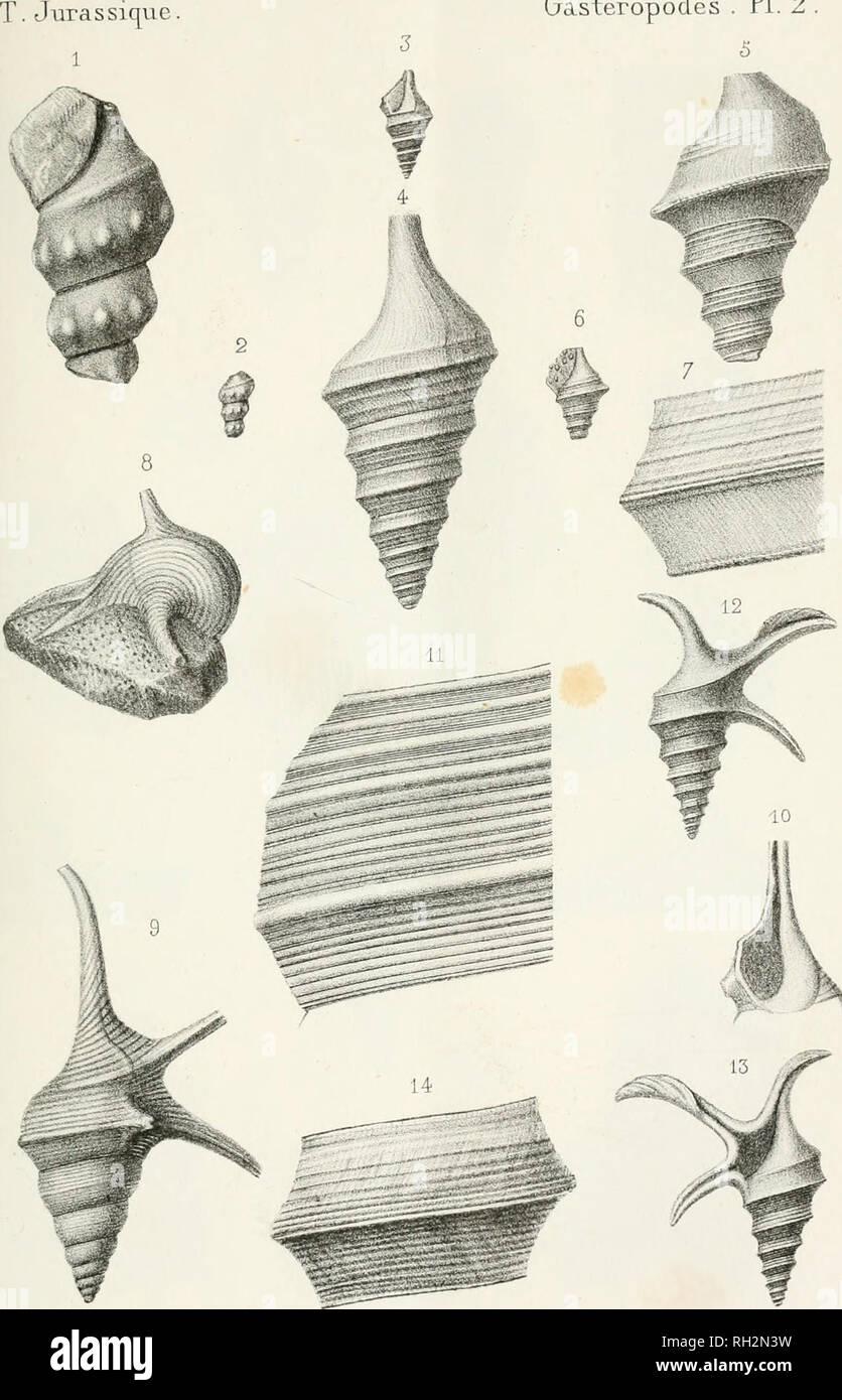 . Paléontologie française; description zoologique et géologique de tous les animaux mollusques et rayonnés fossiles de France. Paleontology. Gastéropodes . PI. 2 5. Jfumitrt lUl et litfi. Imo. ^usiLii'jJi^i^. f, 2. Âlaria Jhnzûù, (Fiu.) z. s S j. Jlxtria DuMorùeri. (-Puij z. s. S 7f. ^. mi/Wl^', (£ud'J)csl.) 0. inf. n - /^. Ala/Y^ lona-L, {d'ûrè.j O. m/.. Please note that these images are extracted from scanned page images that may have been digitally enhanced for readability - coloration and appearance of these illustrations may not perfectly resemble the original work.. Orbigny, Alcide Dessa Stock Photo