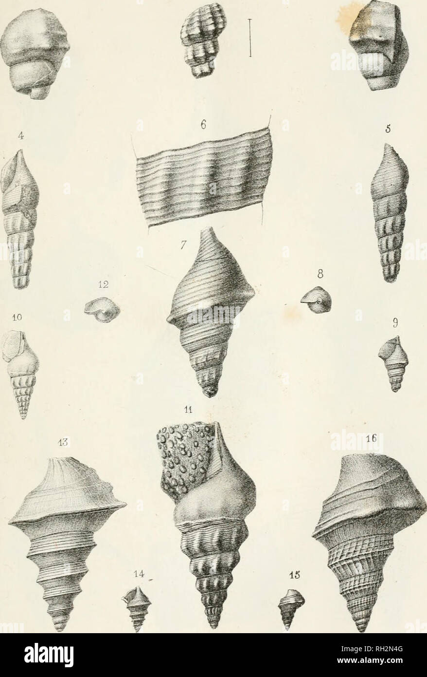 . PalÃ©ontologie franÃ§aise; description zoologique et gÃ©ologique de tous les animaux mollusques et rayonnÃ©s fossiles de France. Paleontology. T. Jixrassique 2 GastÃ©ropodes . Pi . I 1 S. Htunitrt cUl uÃ iA: -/.j^laria mc/'rtissimcL,(Tertjf.)Z.inf. 10, it.A. J^errÃ¹ri^, 0. inf. rz^uA. EudisU,(d'OrÃ¨.) Z. m. /i, YÃ¢. Alarui reÃ adaÃ¹x^, (-Fut.)Zs. Please note that these images are extracted from scanned page images that may have been digitally enhanced for readability - coloration and appearance of these illustrations may not perfectly resemble the original work.. Orbigny, Alcide Dessalines d Stock Photo