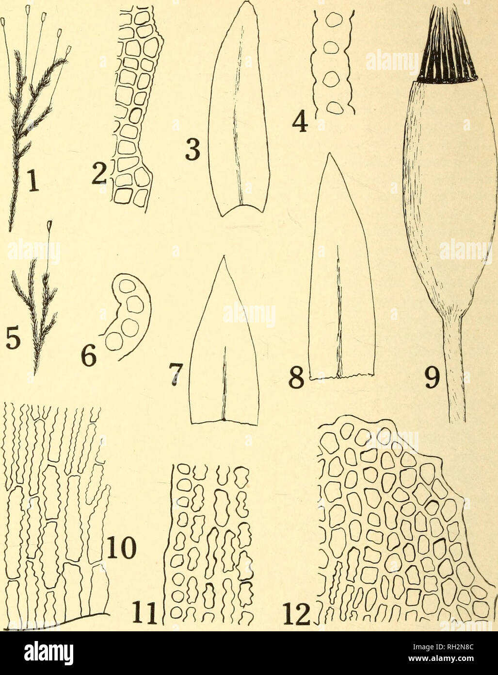 . The Bryologist. Mosses; Liverworts; Lichens; Botany; Bryology. -96-. Plate XXI. Rhacomitrium aciciilare. (t) Plant, Xi. {2) Leaf-margin near tip, X400. (3) Leaf, Xi7- (4) Portion of cross section through lower part of leaf, X5S0. (5) Plant, Xi. (6) Cross section through leaf-margin near tip, XSSo. (7), (8) Inner perichaetial leaves, X17. (9) Capsule, X17. (10) Cells of leaf-base, X-100. (11) Cells of leaf-middle, X400. (12) Cells of leaf-tip, X400. cylindric, not narrowed at the mouth, its body 2.2-2.6 mm. long. Peristome teeth usually divided into 3 or rarely 2 divisions; divisions unequal, Stock Photo