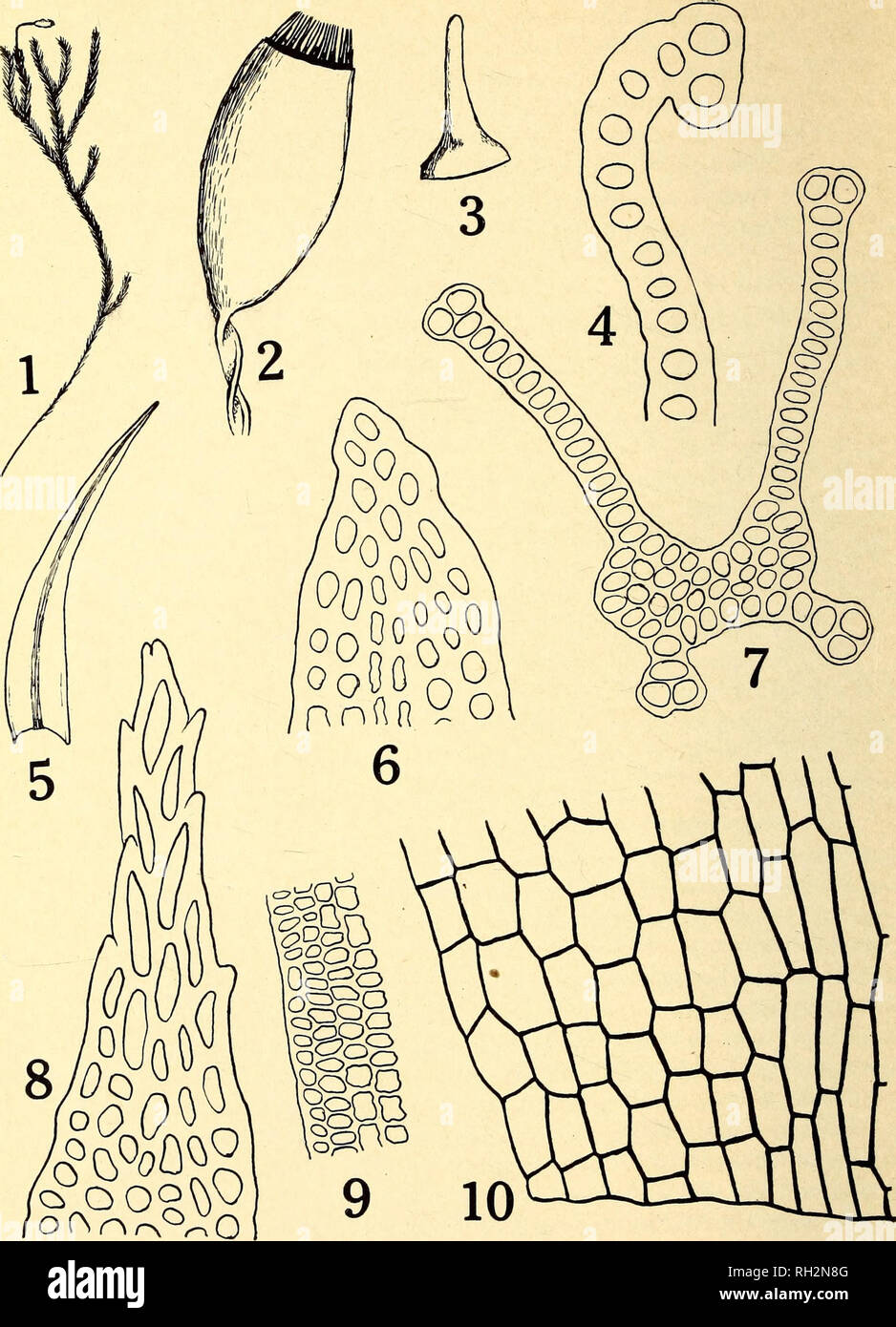 . The Bryologist. Mosses; Liverworts; Lichens; Botany; Bryology. — 94 —. PLATE XX. Rhacomitrium patens, (i) Plant, Xi. (2) Capsule, X17. (3) Lid, X17. (4) Part of cross section of upper portion of leaf, XSSo. (5) Leaf, X07. (6) Tip of rather blunt leaf X400. (7) Cross section of upper part of leaf, X330. (8) Tip of rather pointed leaf. X400. (9) Cells of leaf-middle. X400. (10) Cells of leaf-base, including the alar cells. X400.. Please note that these images are extracted from scanned page images that may have been digitally enhanced for readability - coloration and appearance of these illust Stock Photo