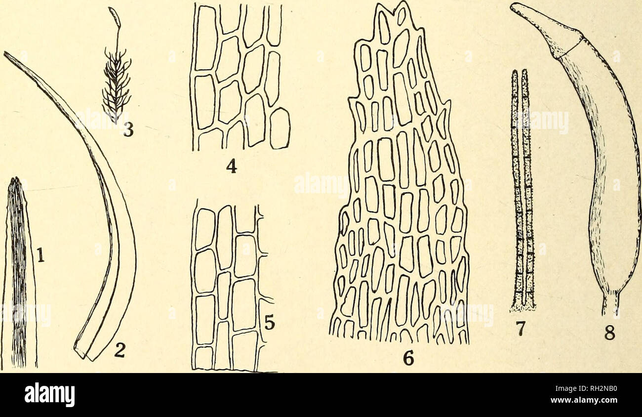 . The Bryologist. Mosses; Liverworts; Lichens; Botany; Bryology. Plate XVI.—Ditrichum heteromallum (i) Lecf, X22. (2) Leaf-tip, X400. (3) Leaf-tip, X32. (4) Cells of leaf- middle, X400. 4a. Peristome-teeth bifid to base, not connate nor perforate; leaf-tip wide; basal marginal leaf-cells short. Ditrichum ambiguum Best—Wash, and Oreg. 4b. Peristome-teeth not bifid to base, more or less connate or perforate; leaf-tip narrow; basal marginal leaf-cells long. Ditrichum pusillum^&quot;^ (Hedw.) Timm.—Wash., Calif.; eastern N. Amer.. Plate XVIL—Ditrichum ambiguum (i) Leaf-tip, X32. (2) Leaf, X22. (3) Stock Photo