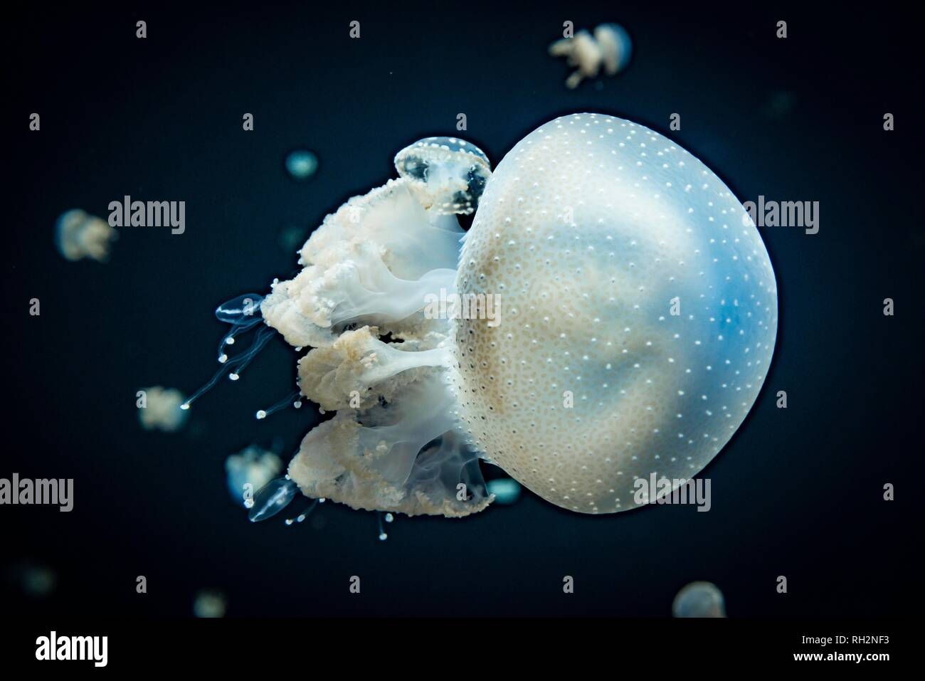Root mouth jellyfish hires stock photography and images Alamy