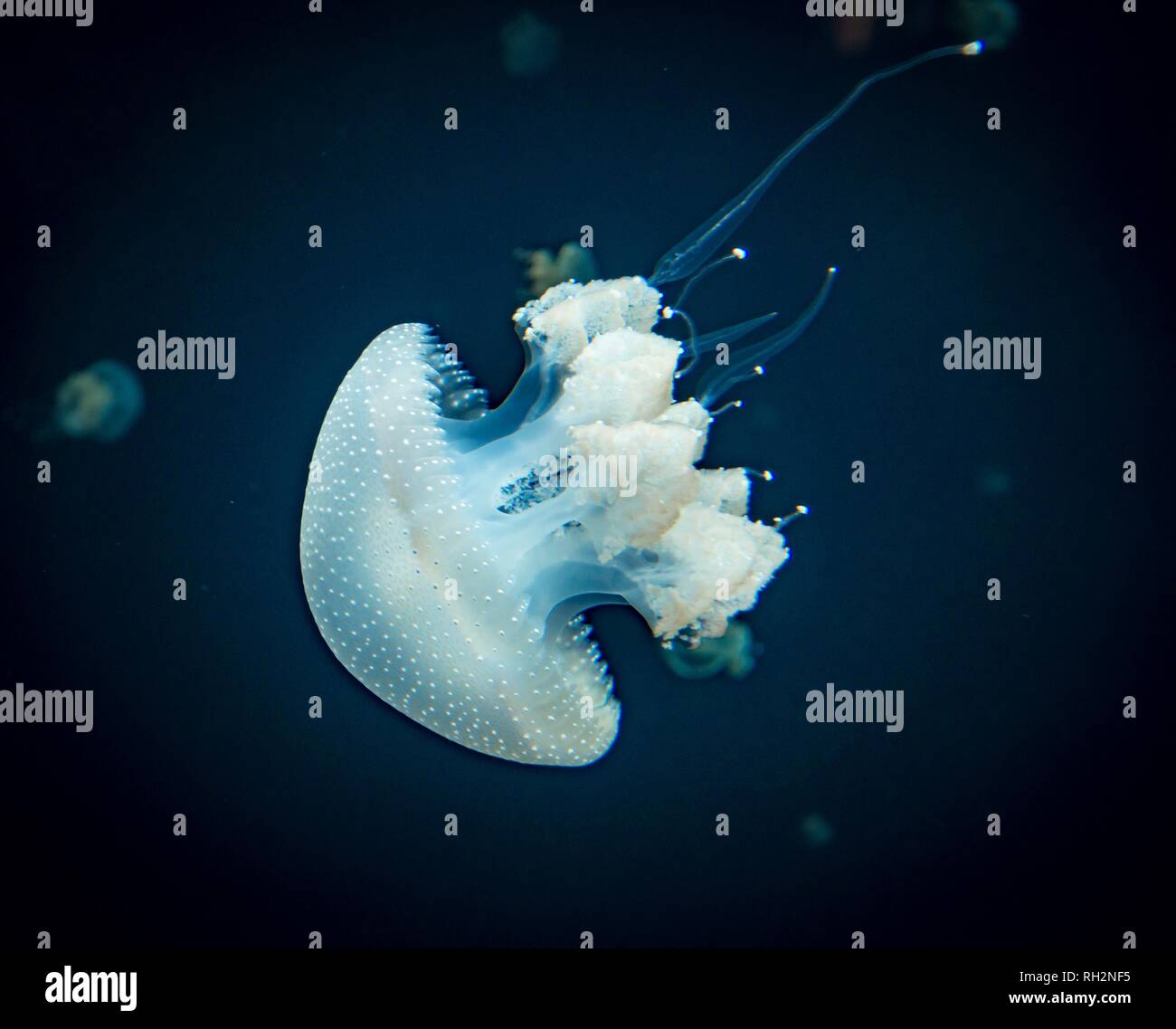 Root mouth jellyfish hires stock photography and images Alamy