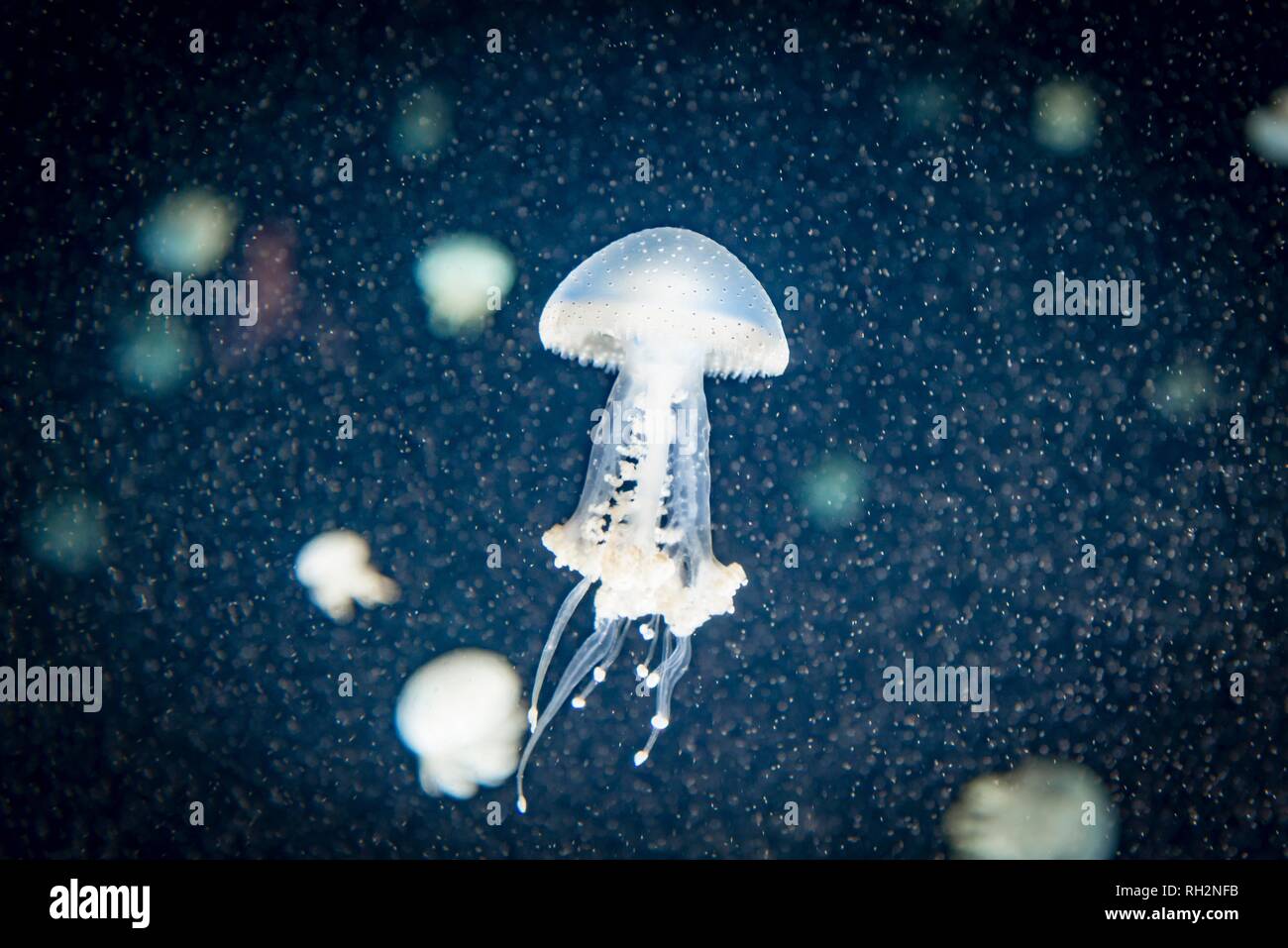 Root mouth jellyfish hires stock photography and images Alamy