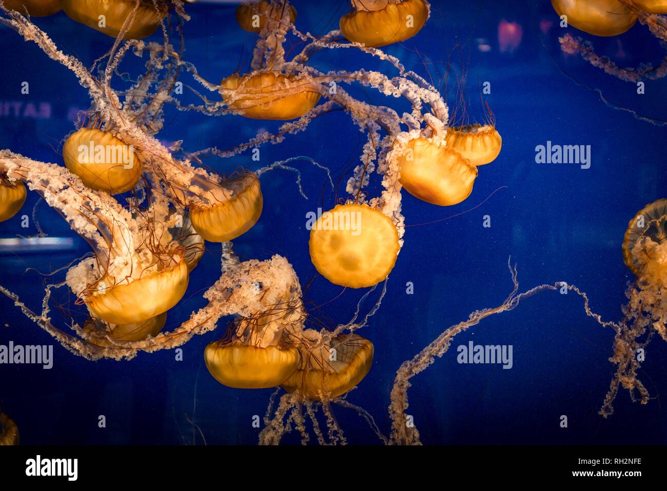 Japanese sea nettles (Chrysaora pacifica), Occurrence Pacific, Aquarium Vancouver, British Columbia, Canada Stock Photo