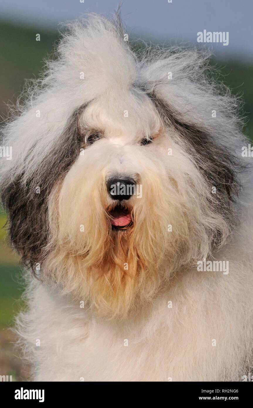 Old English Sheepdog, 1 Year old, sitting in front of white background  Stock Photo by ©lifeonwhite 10886126