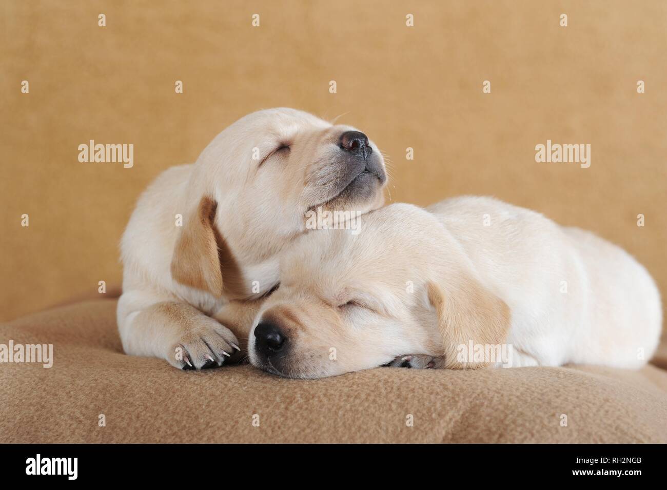 Labrador Retriever, yellow, puppies 3 weeks, sleeping on blanket, Austria Stock Photo