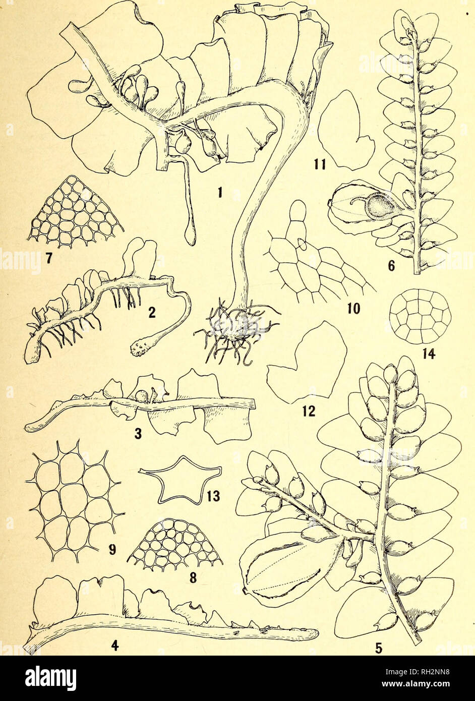 . The Bryologist. Mosses; Liverworts; Lichens; Botany; Bryology. BRYOLOGIST VOL. XX, PLATE II. FOSSOMBRONIA LAMELLATA Steph. FigS. I-4. CoLOLETEUNEA suBCRiSTATA*Evans. Figs. 5-14.. Please note that these images are extracted from scanned page images that may have been digitally enhanced for readability - coloration and appearance of these illustrations may not perfectly resemble the original work.. Grout, A. J. (Abel Joel), b. 1867; Smith, Annie Morrill; Jennings, Otto Emery, 1877-; American Bryological and Lichenological Society; American Bryological Society. St. Louis, Mo. [etc. ] American B Stock Photo