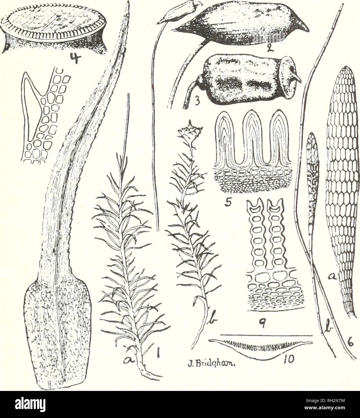 . The Bryologist. Bryology; Bryology -- Periodicals. -19-. FOl.YTRICHUM COMMUNE L. I.—Male and female plants, about one-half natural size. 2 and 3.—Capsules with and without calyptra. 4.—Mouth of capsule, enlarged. 5.—Teeth of peri- stome, greatly enlarged. 6.—Antheridium and paraphyses, greath' enlarged. -Leaf, enlarged. 8.—Margin of leaf enlarged to show tooth and cells. 10.—Cross-section of leaf to show laniellie on upper surface. — l.ainellce, greatly enlarged. Taken by permission from Mrs. E. G. Britton's &quot;Mosses of the Eastern United States.&quot; (in preparation). ridium (fig. 6).  Stock Photo