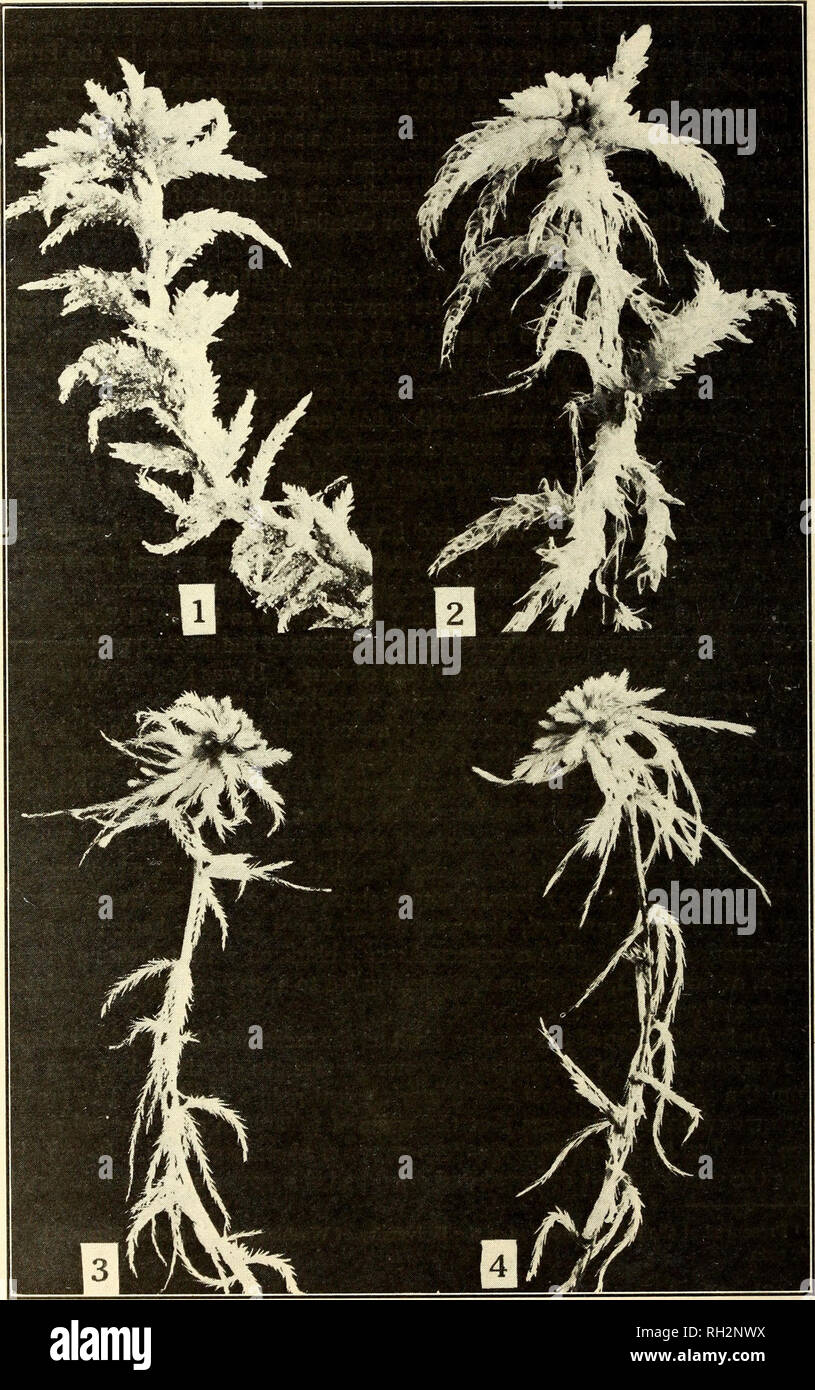 . The Bryologist. Mosses; Liverworts; Lichens; Botany; Bryology. Bryologist Vol. XXIV, Plate V. Explanation of Plate V Sphagnum suitable for surgical dressings: Fig. I. Sphagnum imbricatum. Fig. 2. S. palustre. Sphagnum not suitable for surgical dressings: Fig. 3. 5. recurvum. Fig. 4. 5. fuscum.. Please note that these images are extracted from scanned page images that may have been digitally enhanced for readability - coloration and appearance of these illustrations may not perfectly resemble the original work.. Grout, A. J. (Abel Joel), b. 1867; Smith, Annie Morrill; Jennings, Otto Emery, 18 Stock Photo