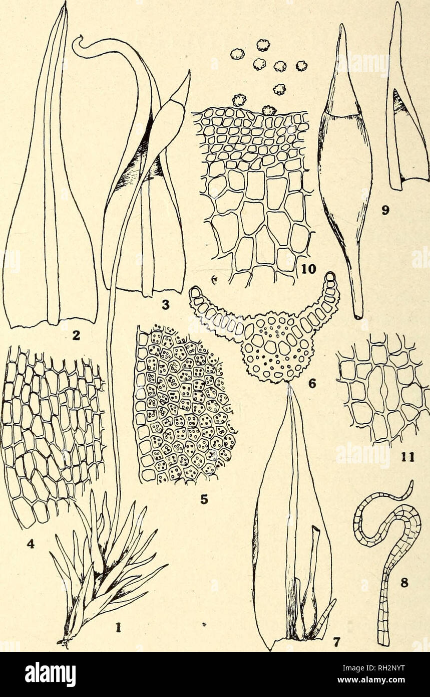 . The Bryologist. Mosses; Liverworts; Lichens; Botany; Bryology. L'RYOl OCIST — I8 — Vol. XXIV, Plate I. HyMENOSTOMUM FLAVESCENS E. G. B., SP. NOV. Fig. I. Plant, X 8. Fig. 2 and 3. Stem-leaves, X 23. Fig. 2, dry; 3, when moist. Fig. 4. Basal cells of leaf, X 180. Fig. 5. Margin of leaf and cells about K down leaf, X 200. Fig. 6. Cross-section near rrJiddle of leaf, X 180. Fig. 7. Perichaetial leaf with archegonia, 23. Fig. 8. Paraphyses sometimes found enclosed in the perichaetial leaves, X 40. Fig. 9. Capsule and calyptra, X 11. Fig. id. Exothecal cells at and near rim of capsule, also spore Stock Photo