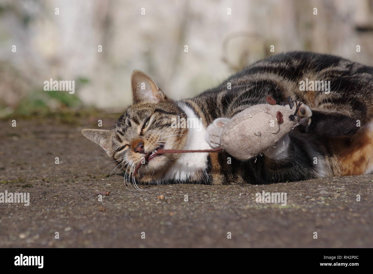 Tabby cat with catnip Stock Photo - Alamy