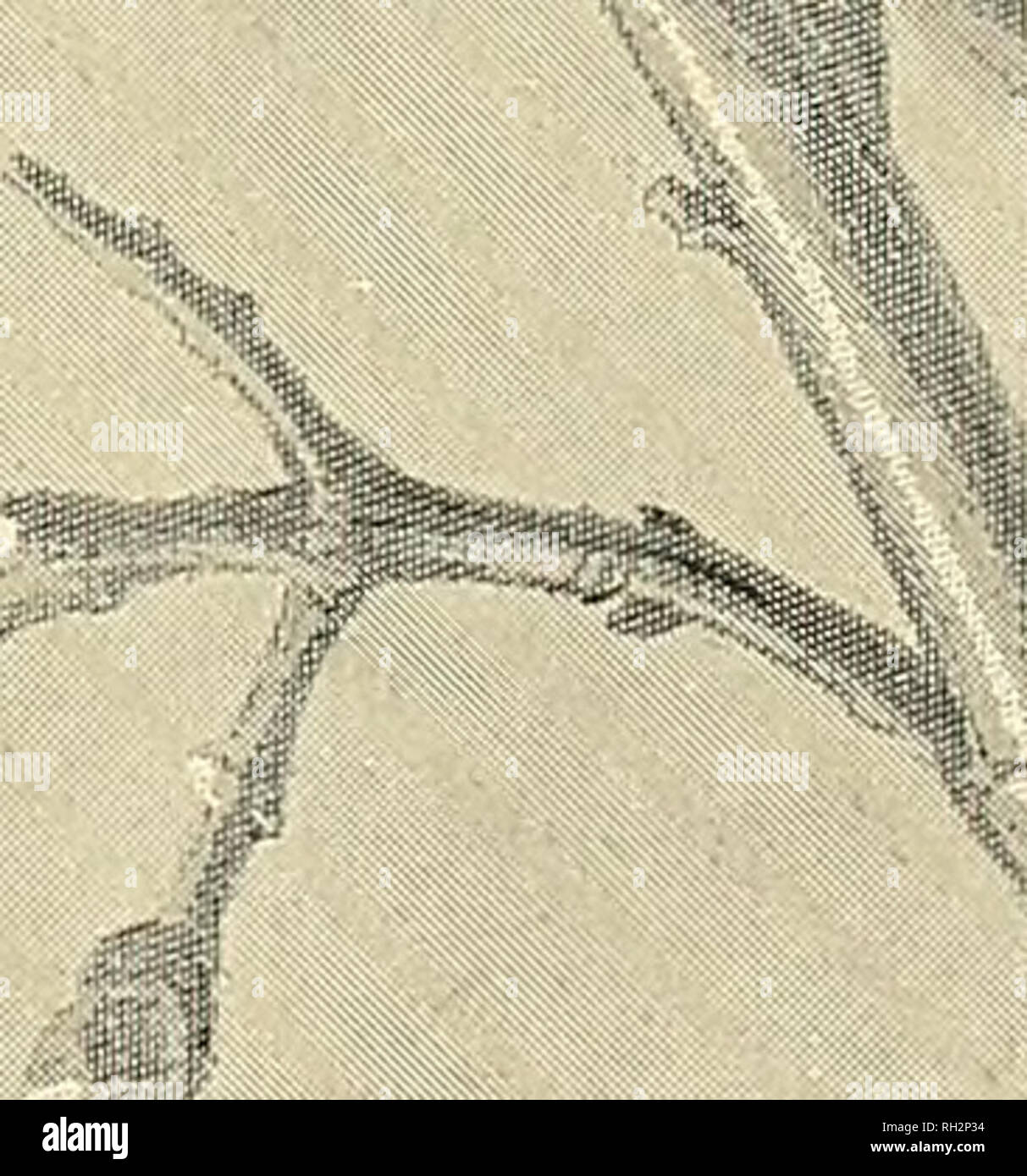 British Trees Trees If Q D Fq A A J Gt Lt O A A 1 Ol O Quot S A U Quot A Z U P O 4