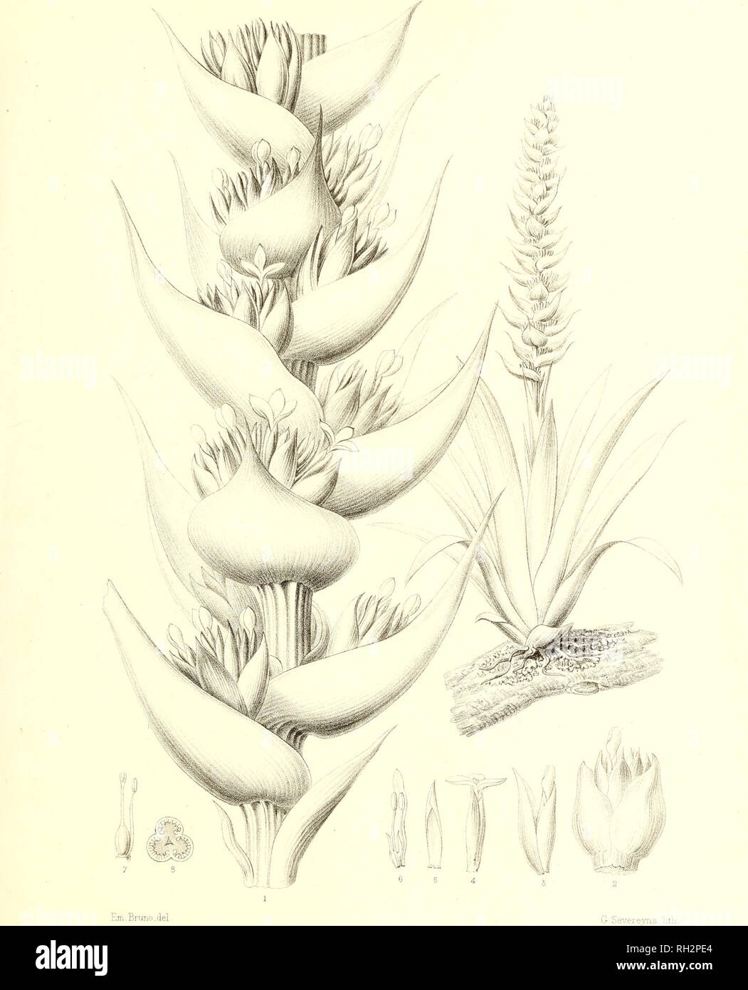 . Bromeliaceae andreanae : description et histoire des broméliacées récoltées dans la Colombie, l'Ecuador et le Venezuela. Bromeliaceae; Botany. BROMELIACEE ANDREA NE Pl. XXXVII.. TILLANDSIA FASTUOSA , Ed. André. Please note that these images are extracted from scanned page images that may have been digitally enhanced for readability - coloration and appearance of these illustrations may not perfectly resemble the original work.. André, Edouard François, 1840-1911. Paris : Librairie Agricole Stock Photo