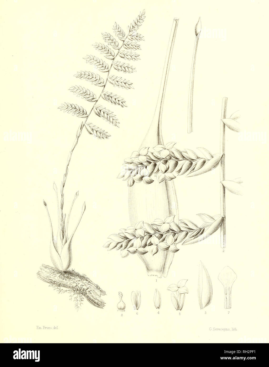 . Bromeliaceae andreanae : description et histoire des broméliacées récoltées dans la Colombie, l'Ecuador et le Venezuela. Bromeliaceae; Botany. BROMELIACEES ANDRE AN/-E PL XXXV. TILLANDSIA RIOCREUXII , Ed. André. Please note that these images are extracted from scanned page images that may have been digitally enhanced for readability - coloration and appearance of these illustrations may not perfectly resemble the original work.. André, Edouard François, 1840-1911. Paris : Librairie Agricole Stock Photo