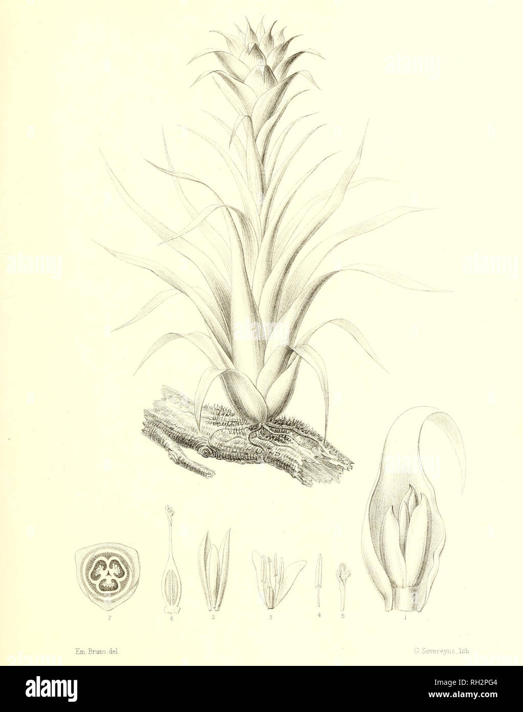 . Bromeliaceae andreanae : description et histoire des broméliacées récoltées dans la Colombie, l'Ecuador et le Venezuela. Bromeliaceae; Botany. BROMELIACEE ANDRE AN/E PL XXXIII. TILLANDSIA CORNU AU LT I , Ed. André. Please note that these images are extracted from scanned page images that may have been digitally enhanced for readability - coloration and appearance of these illustrations may not perfectly resemble the original work.. André, Edouard François, 1840-1911. Paris : Librairie Agricole Stock Photo